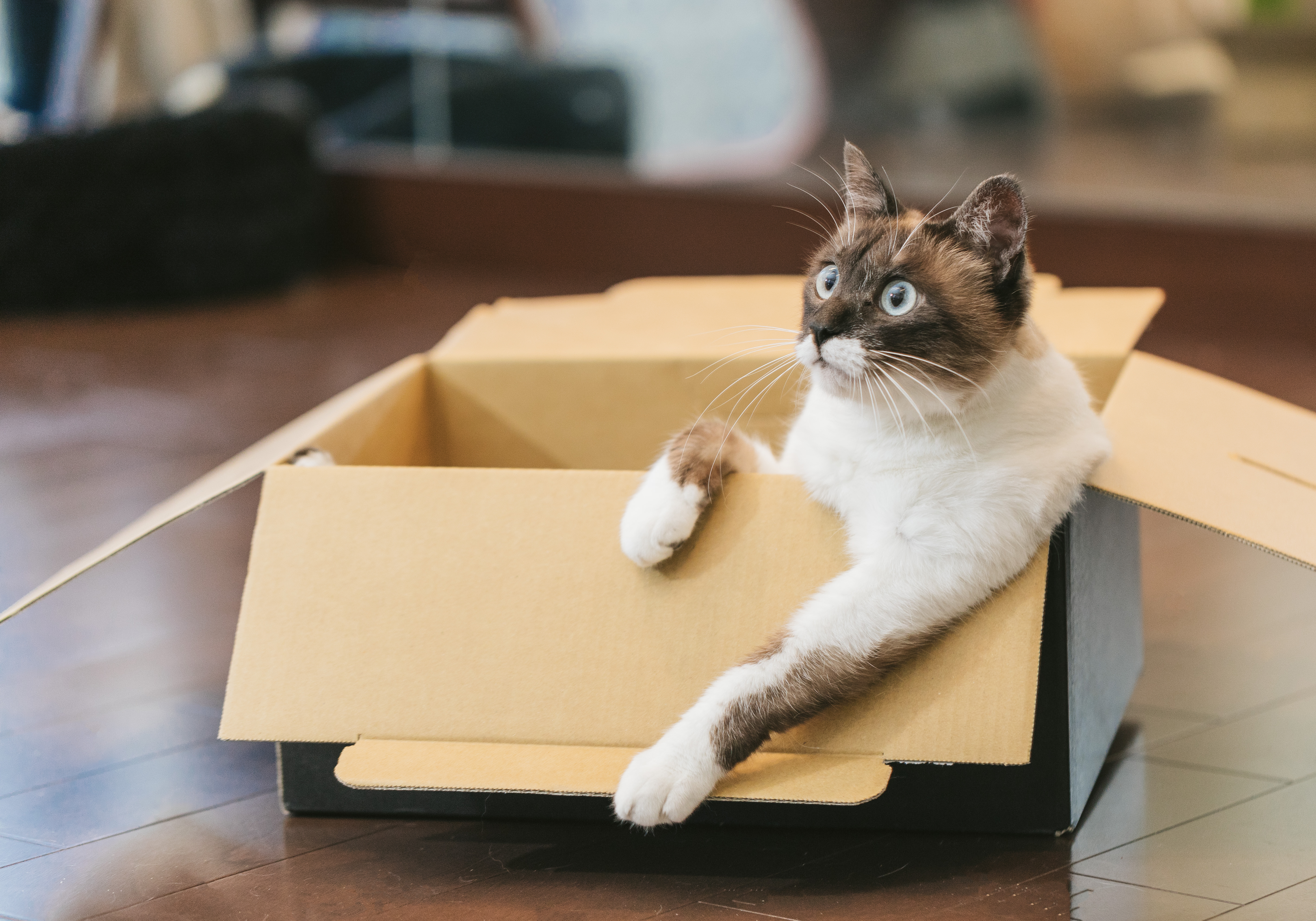 ダンボール箱でくつろぐ猫の写真素材 ぱくたそ