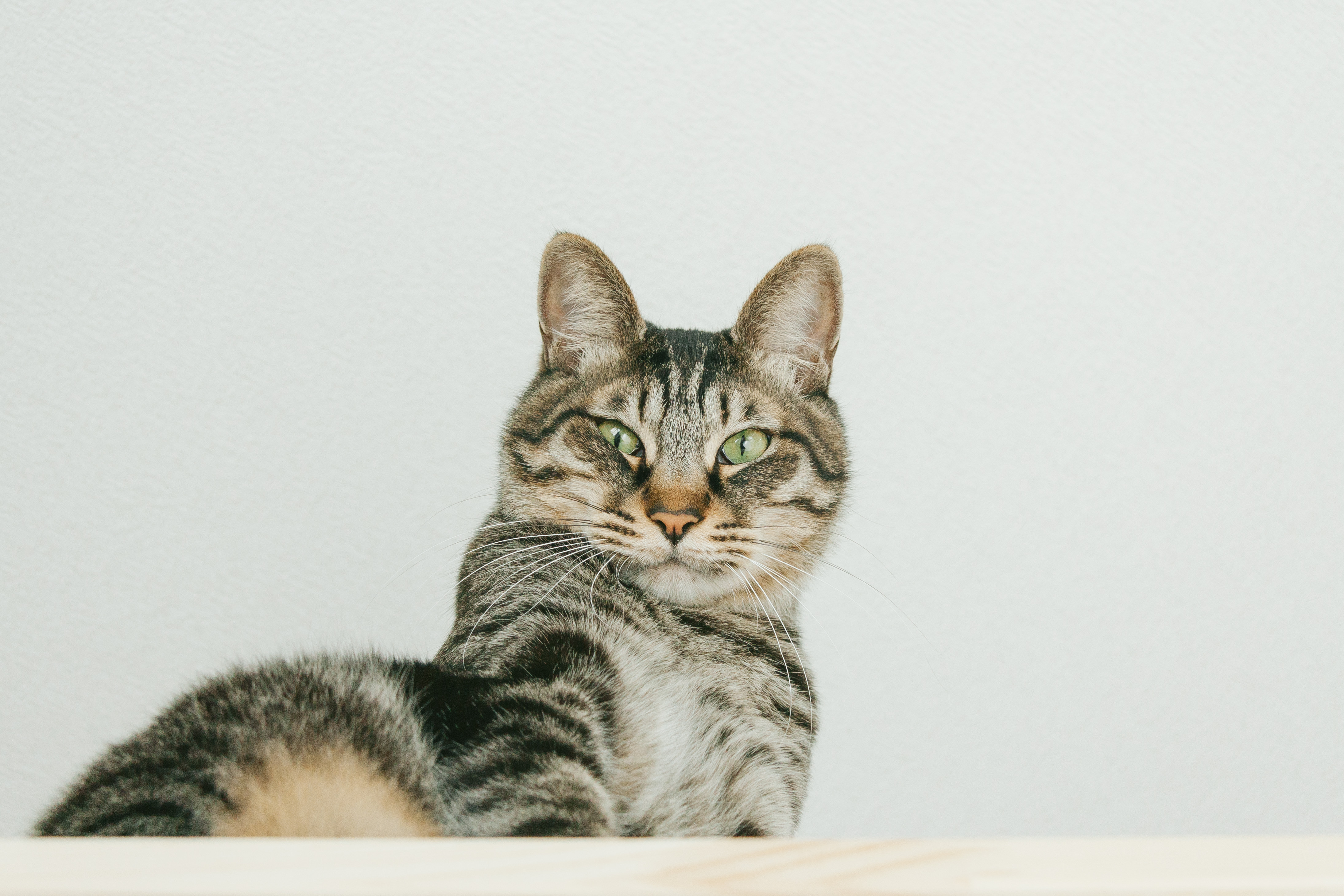 「猫 フリー画像」の画像検索結果