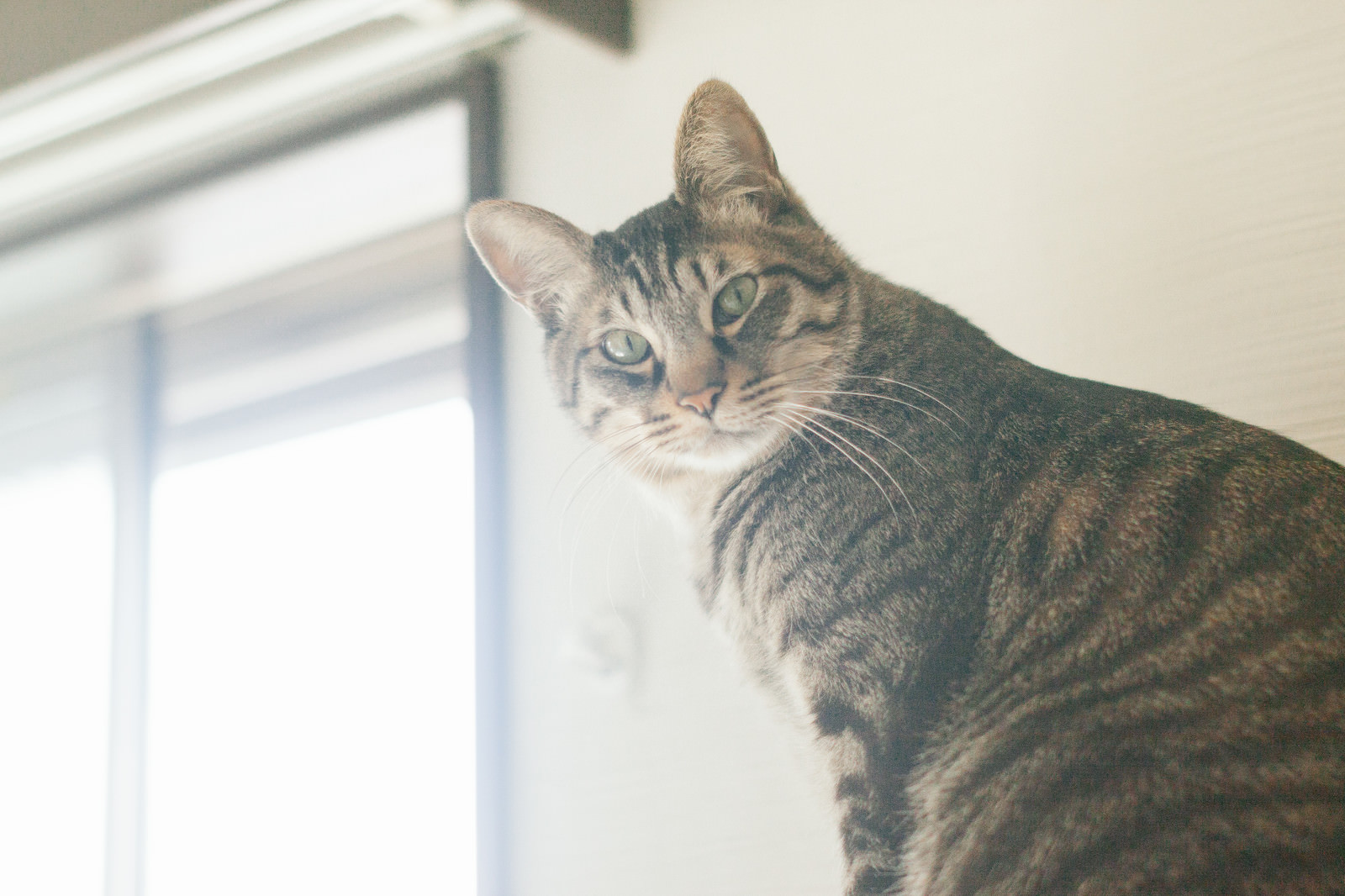 飼い主が起きないにゃんの写真素材 ぱくたそ