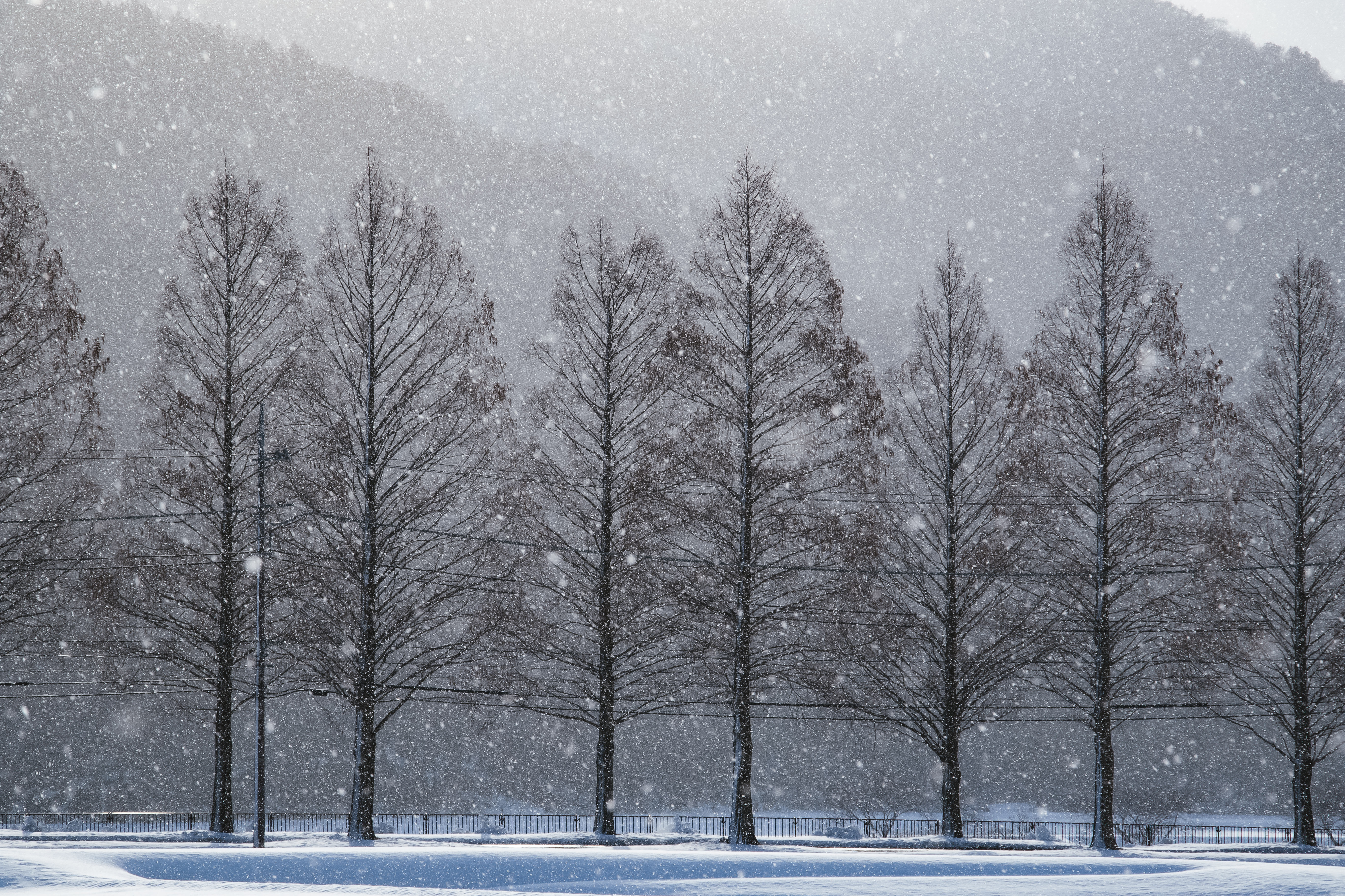 メタセコイヤと雪の幻想的な風景の写真を無料ダウンロード フリー素材 ぱくたそ メタセコイヤと雪の幻想的な風景の写真を無料ダウンロード フリー素材 ぱくたそ
