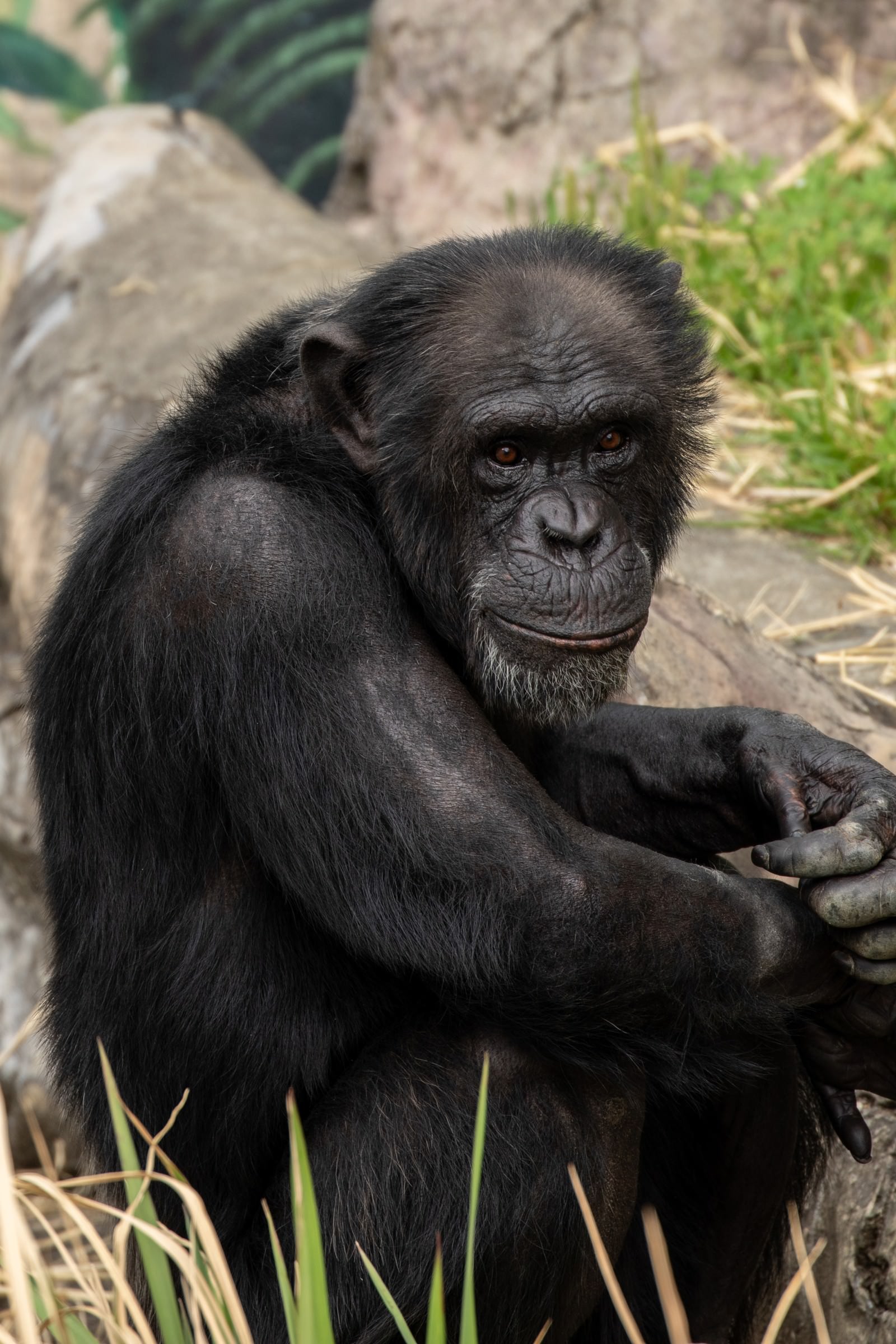 寂しげなチンパンジーの写真 画像 フリー素材 ぱくたそ