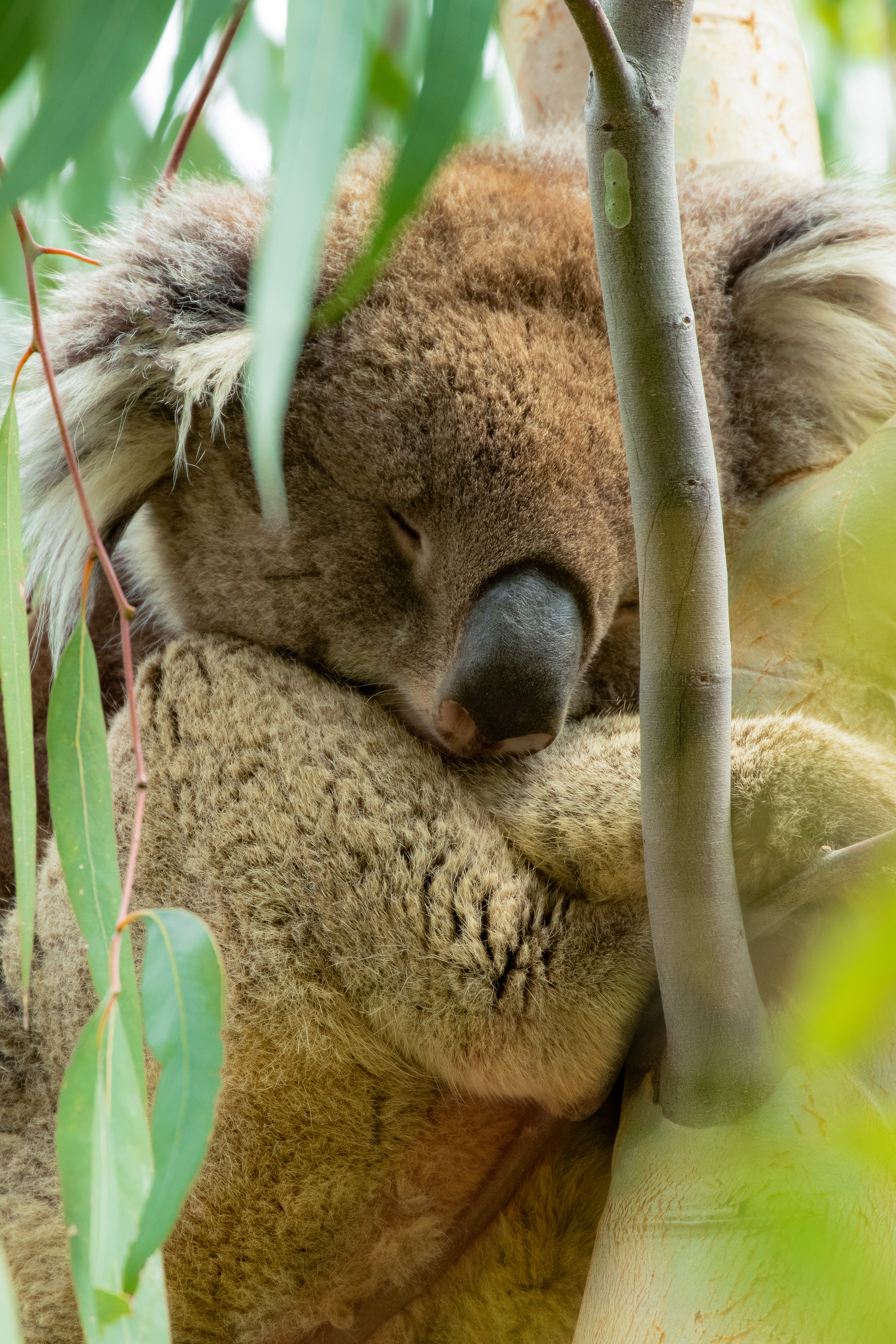 ユーカリの木の上で眠るコアラの写真素材 ぱくたそ