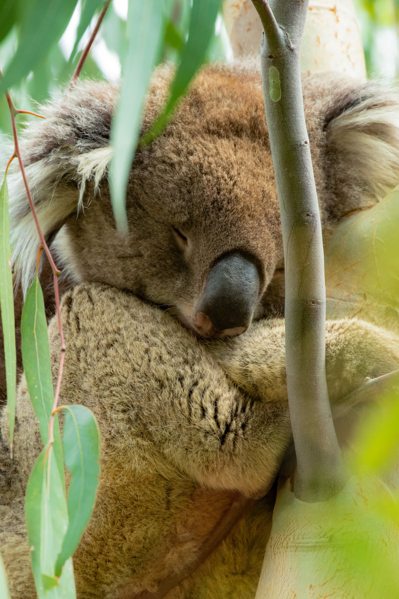 ユーカリの木の上で眠るコアラの写真を無料ダウンロード（フリー素材） ぱくたそ