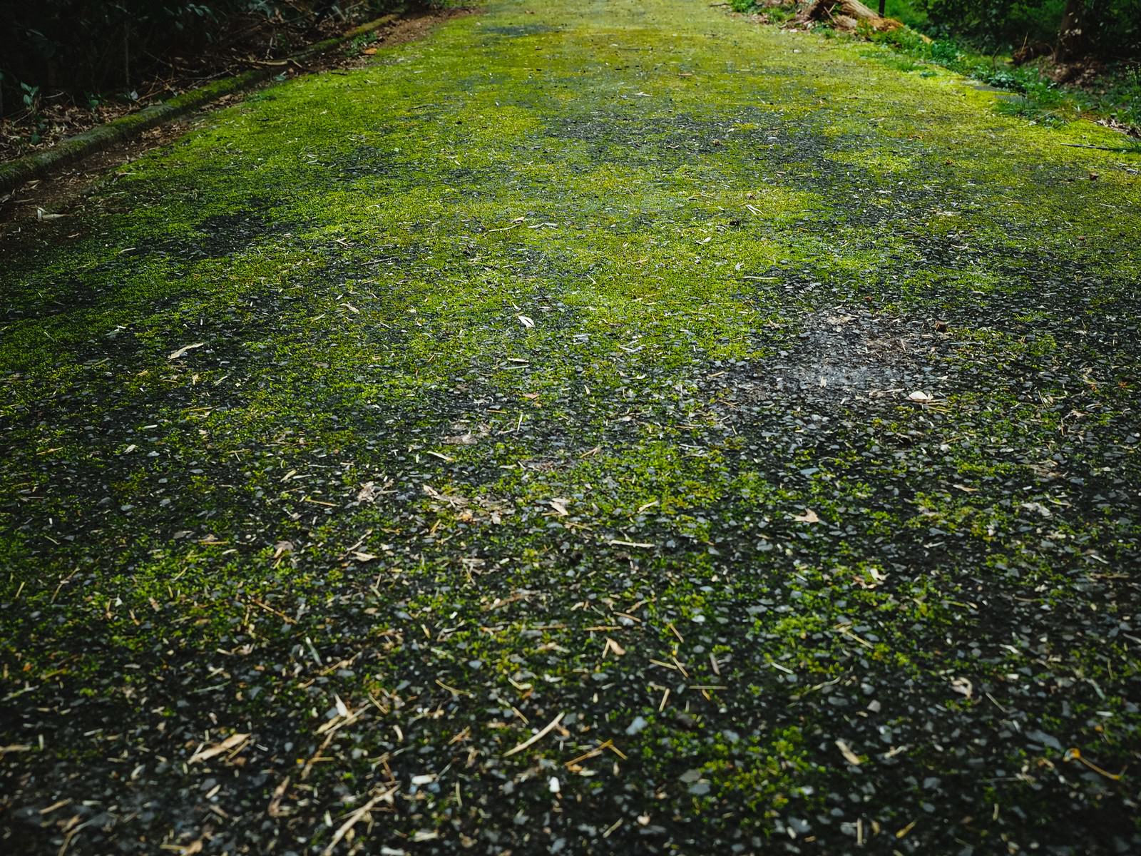 苔むした道路の写真 画像 を無料ダウンロード フリー素材のぱくたそ 苔むした道路の写真 画像 を無料ダウンロード フリー素材のぱくたそ