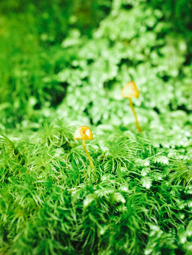 苔生す絨毯に自生するキノコの写真 画像 を無料ダウンロード フリー素材のぱくたそ 苔生す絨毯に自生するキノコの写真 画像 を無料ダウンロード フリー素材のぱくたそ