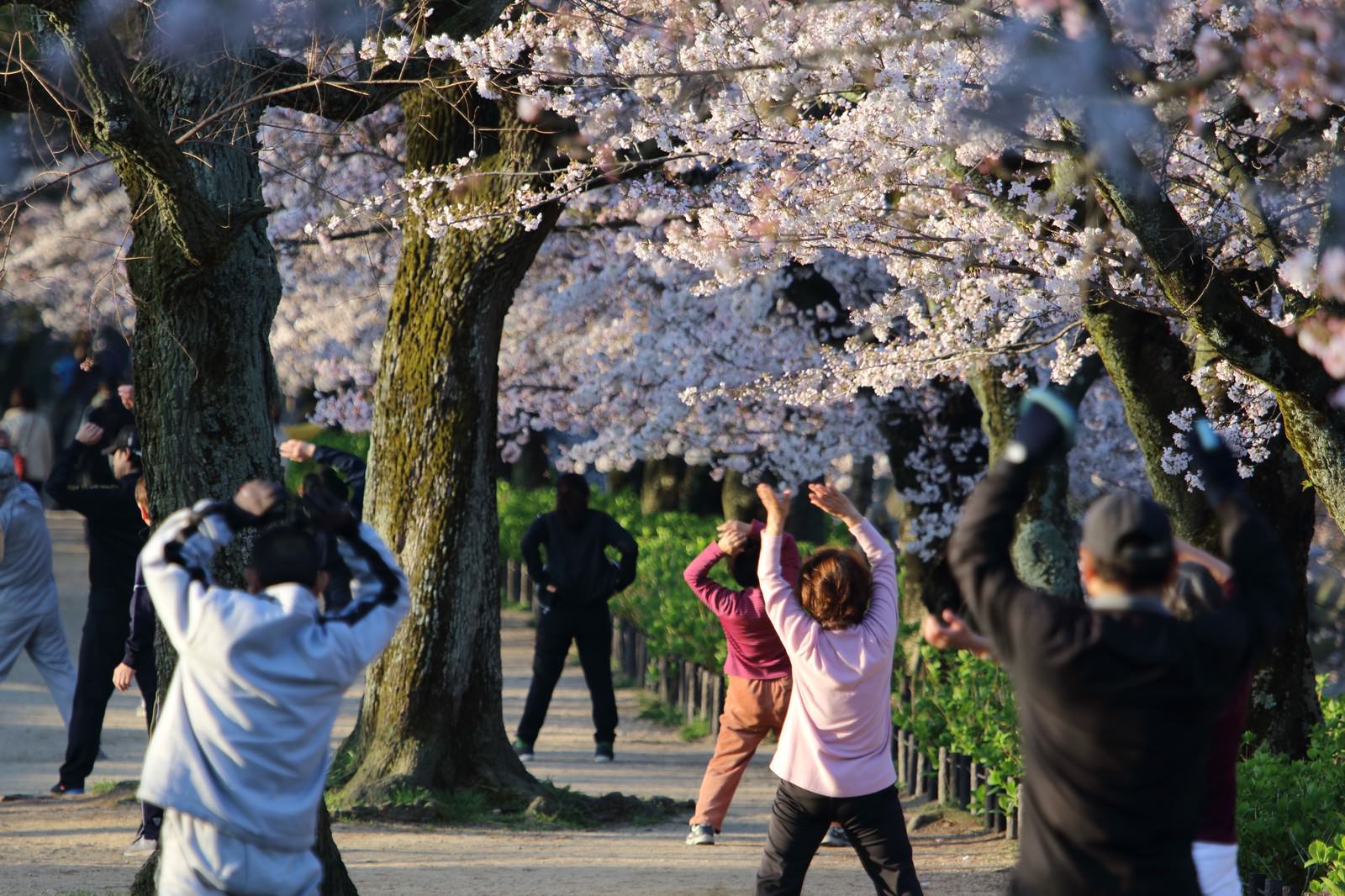 「朝のラジオ体操朝のラジオ体操」のフリー写真素材