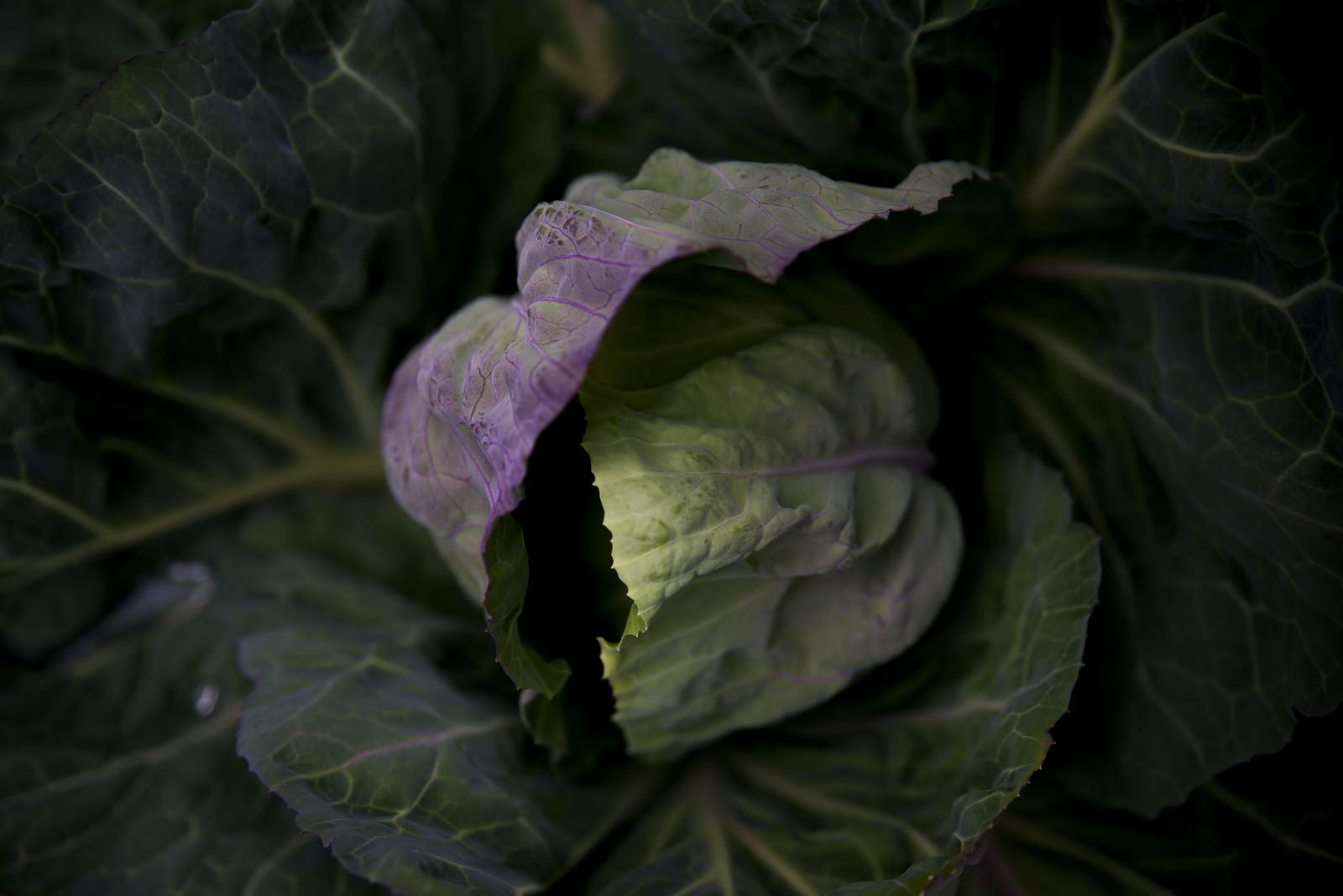 湧き上がる生命の写真を無料ダウンロード フリー素材 ぱくたそ