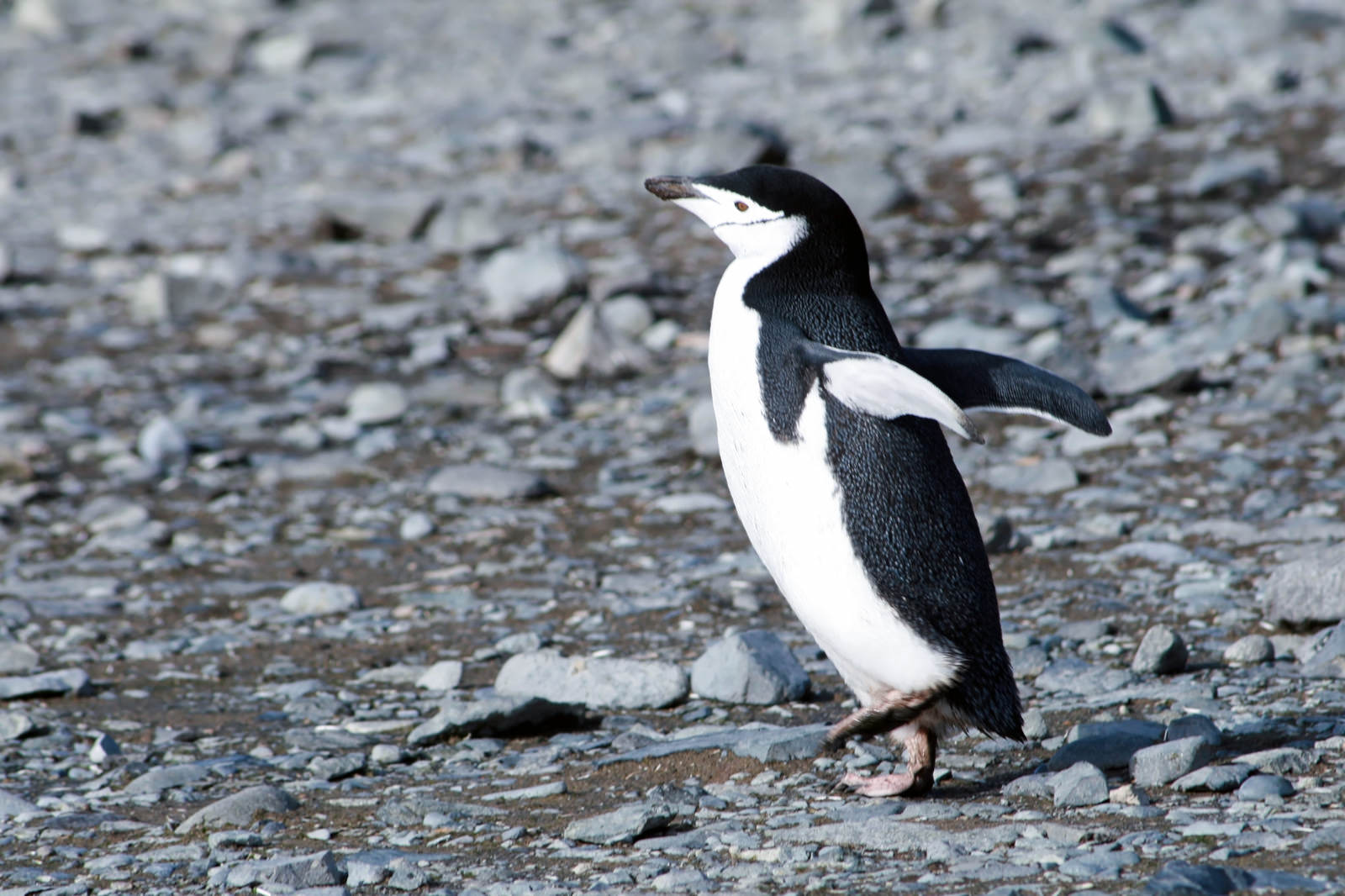 落ち着きのないヒゲペンギンの写真を無料ダウンロード フリー素材 ぱくたそ
