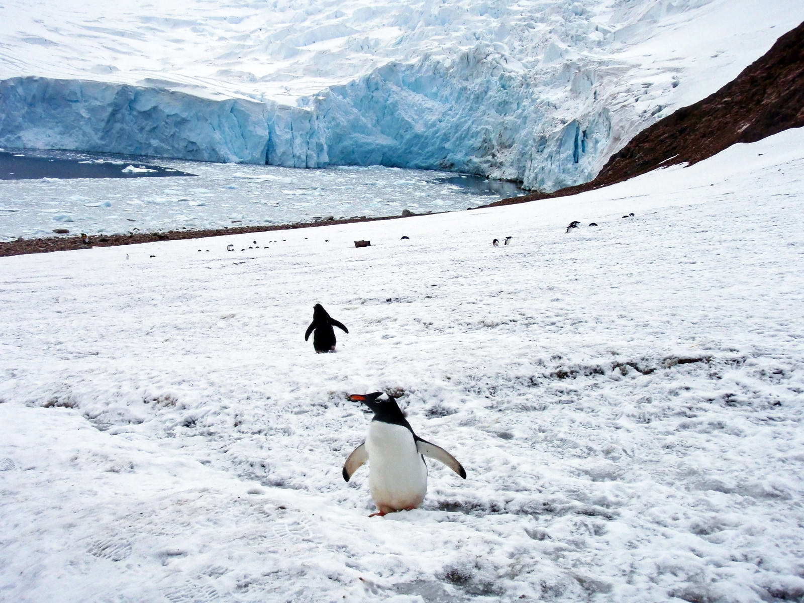 「ニコハーバーの氷河とペンギン」の写真