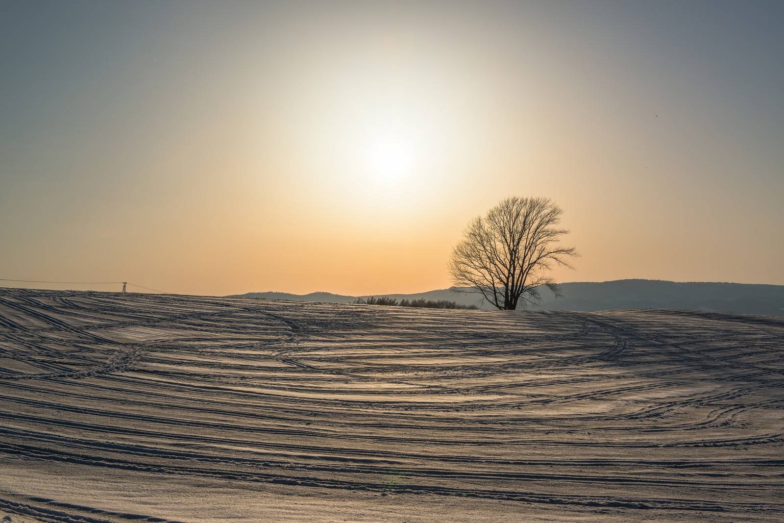 雪の中の哲学の木の写真素材 ぱくたそ