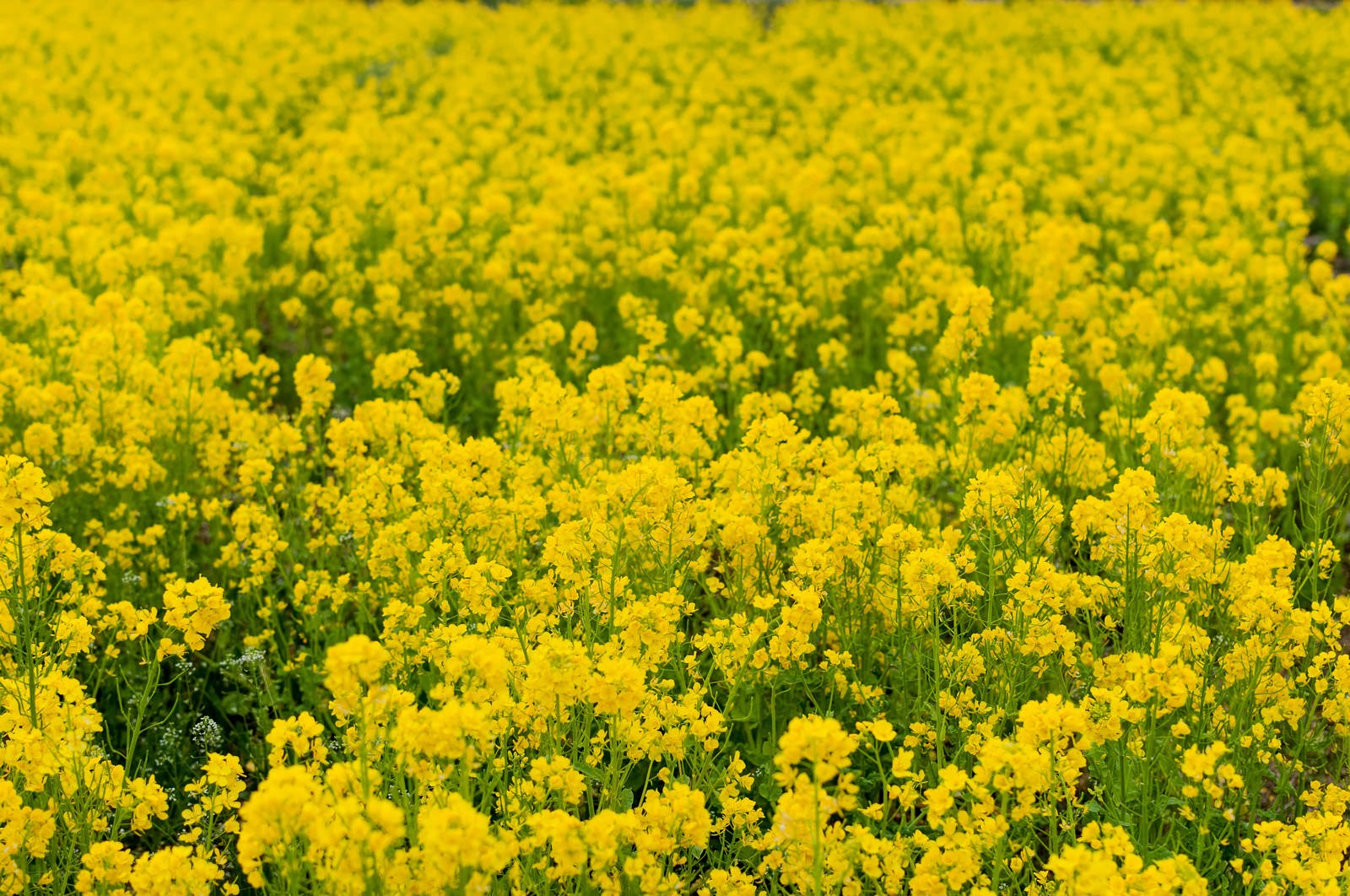 菜の花の写真 画像 を無料ダウンロード フリー素材のぱくたそ