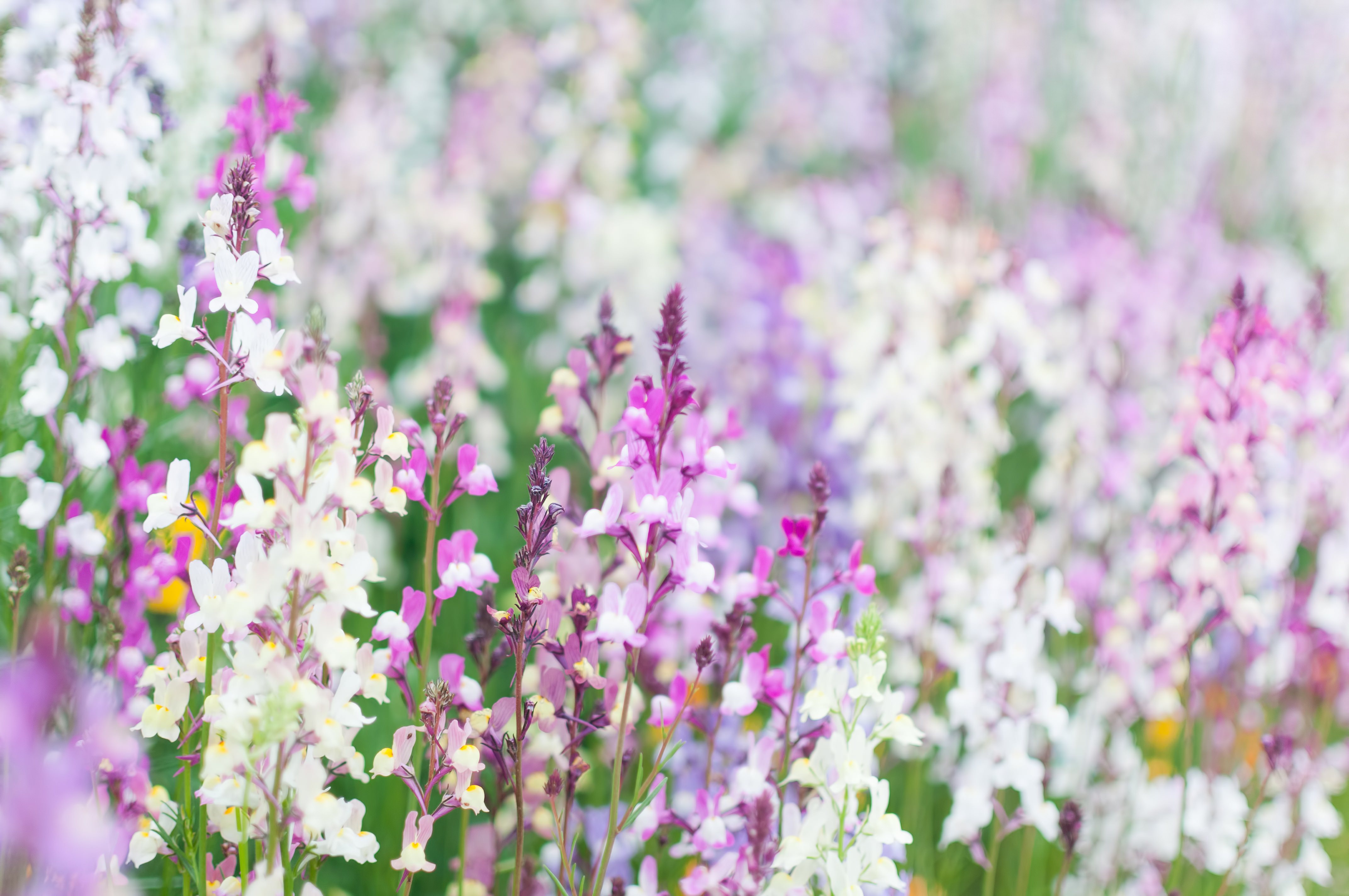 リナリアの花の写真を無料ダウンロード フリー素材 ぱくたそ