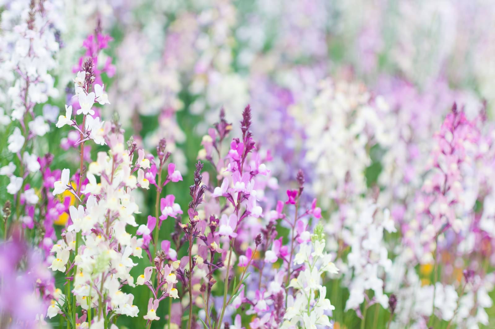 リナリアの花の写真素材 ぱくたそ