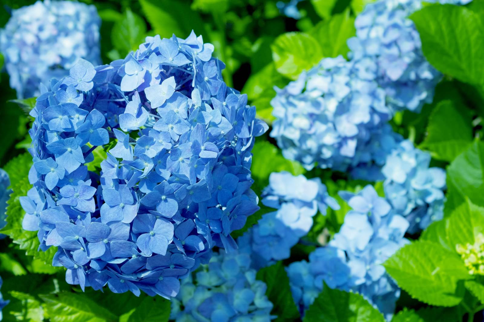 ãéãç´«é½è±ï¼ã¢ã¸ãµã¤ï¼ãã®åç