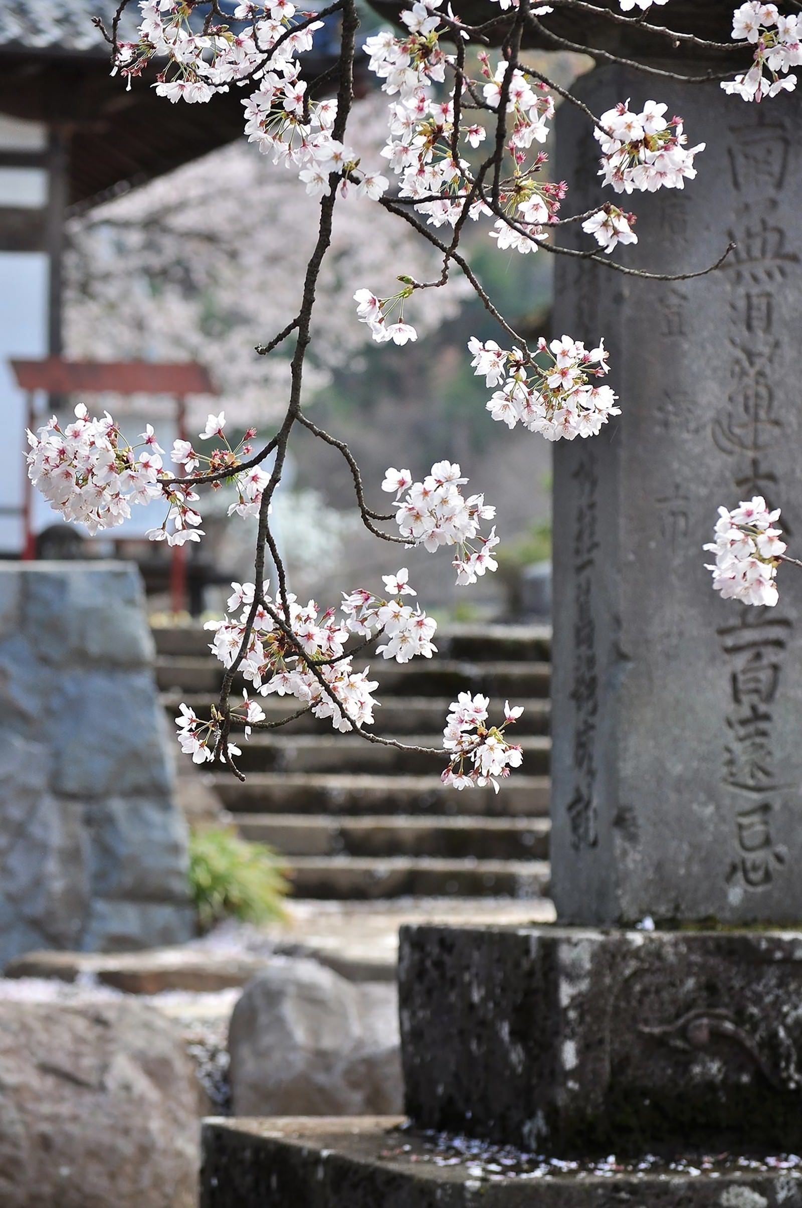 寺と桜の写真 画像 フリー素材 ぱくたそ
