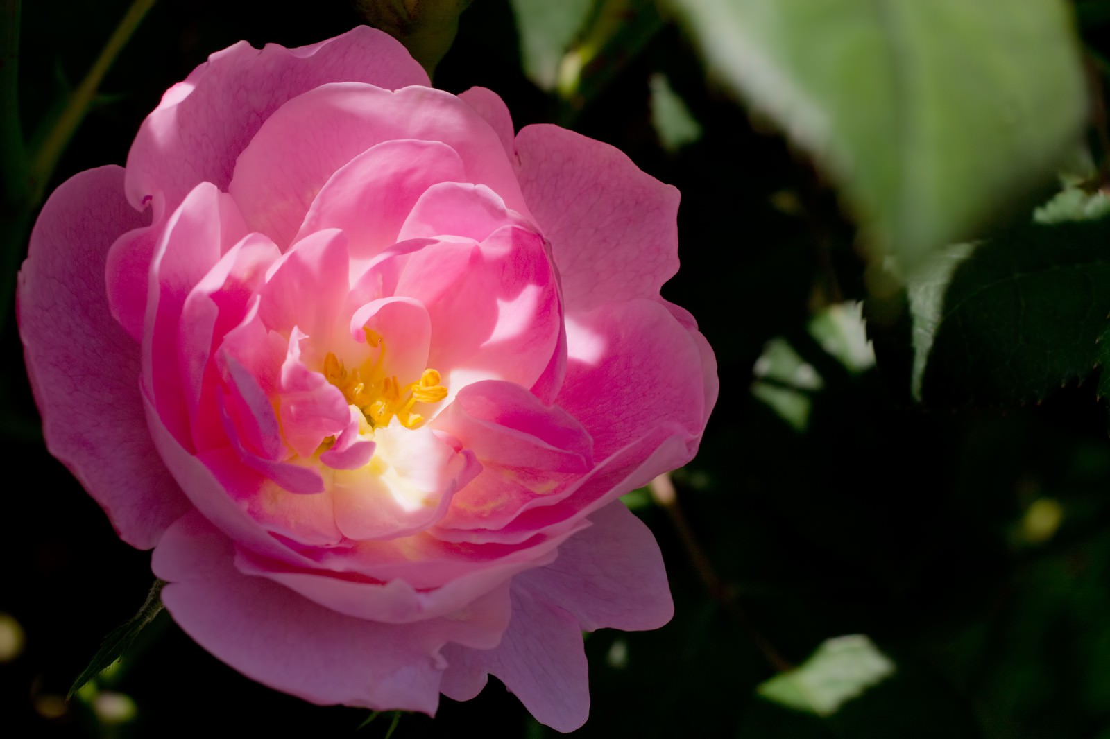 ãæ¥ãå·®ãè¾¼ããã³ã¯ã®èèãã®åç