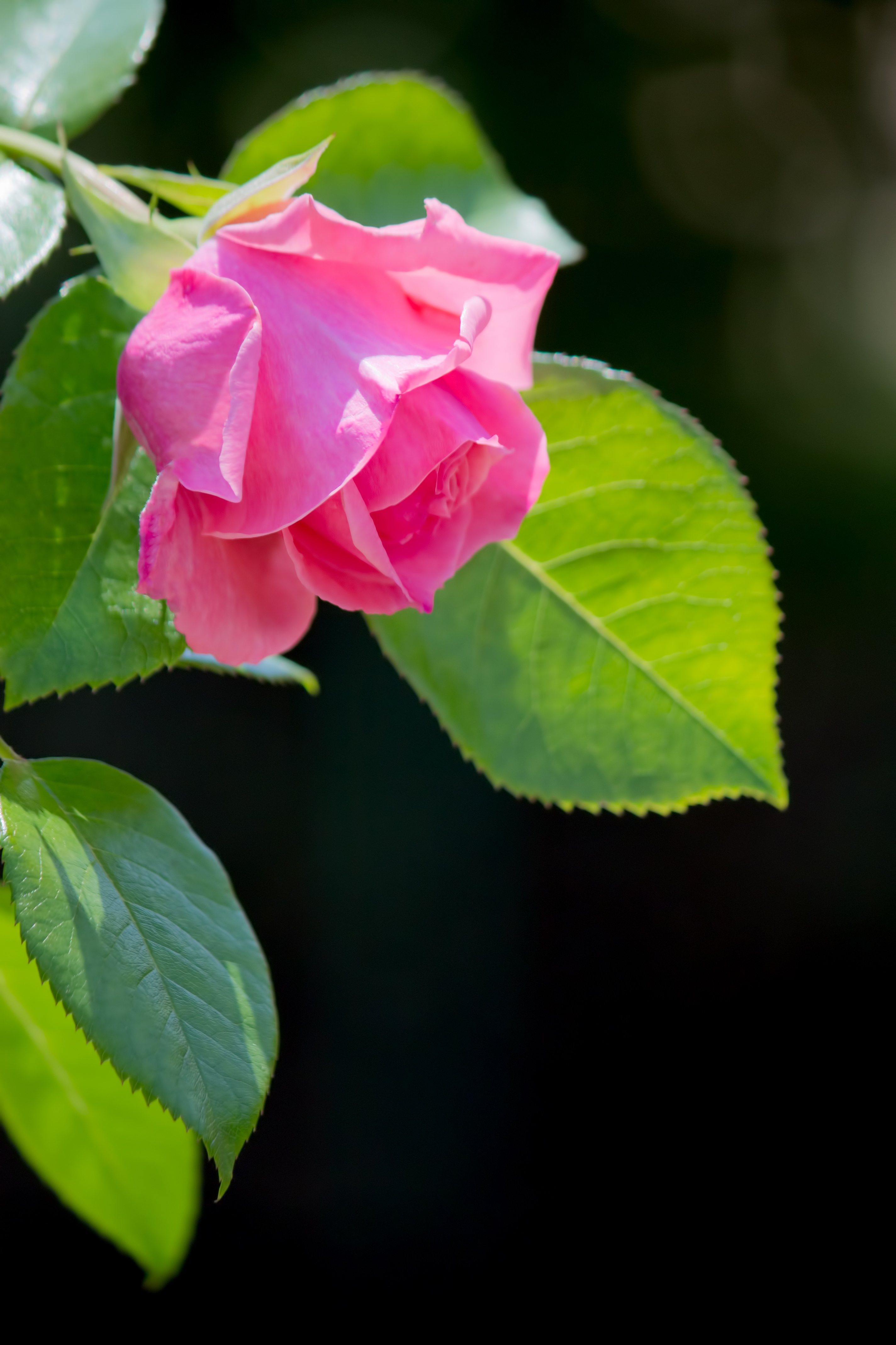 黒に強調されるピンクの薔薇の写真素材 ぱくたそ