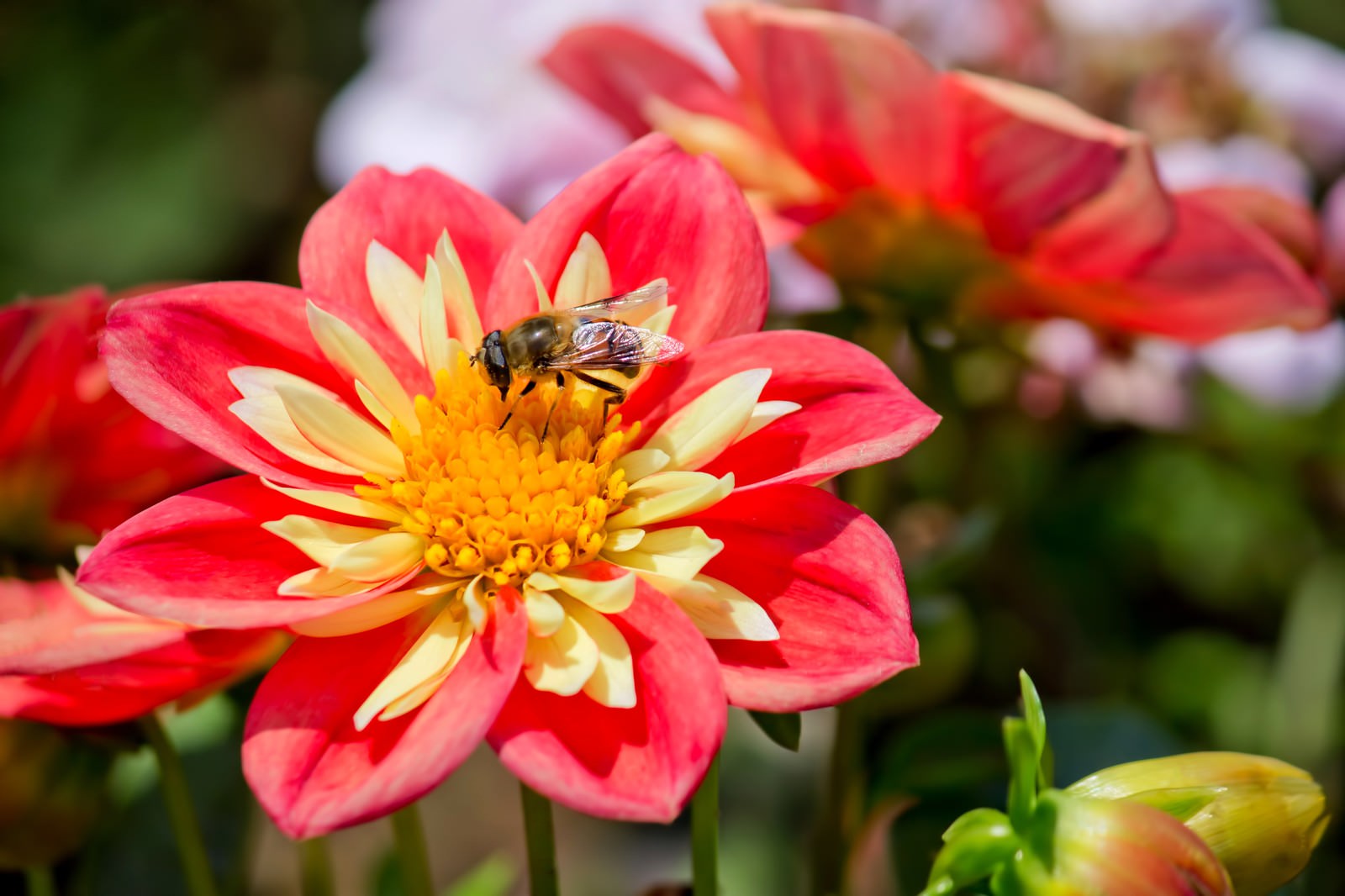 蜜を吸うハナアブの写真を無料ダウンロード フリー素材 ぱくたそ