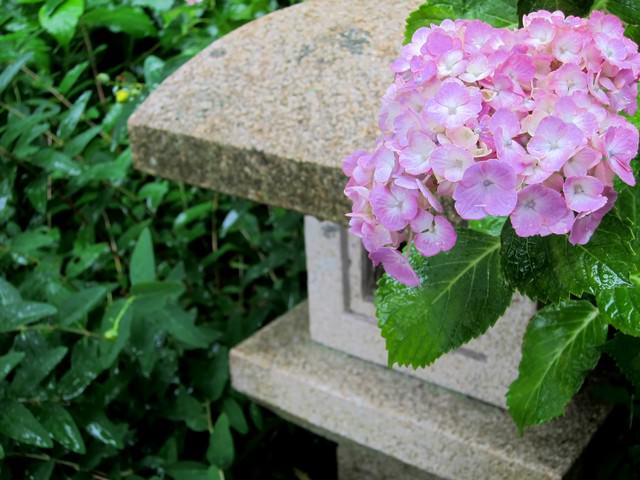 薄いピンクの紫陽花と灯籠