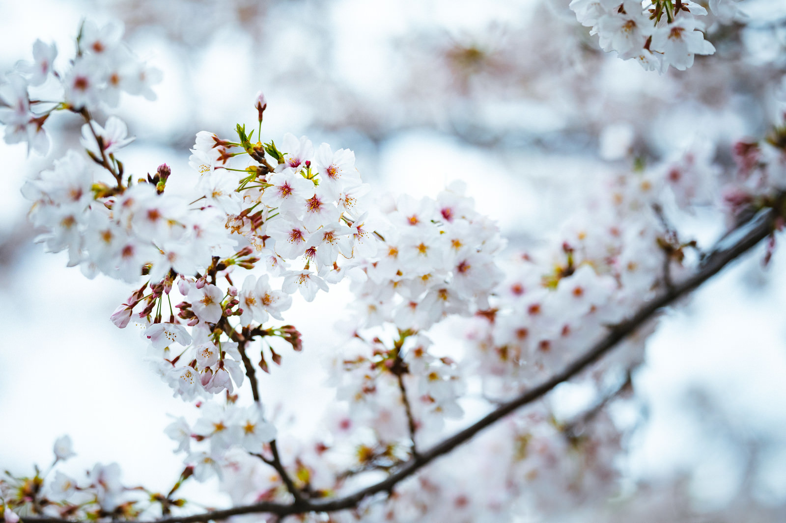寒さと桜の花の写真 画像 を無料ダウンロード フリー素材のぱくたそ