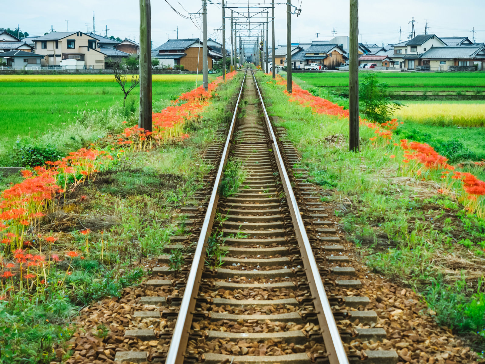 線路沿いに咲く彼岸花の写真を無料ダウンロード フリー素材 ぱくたそ