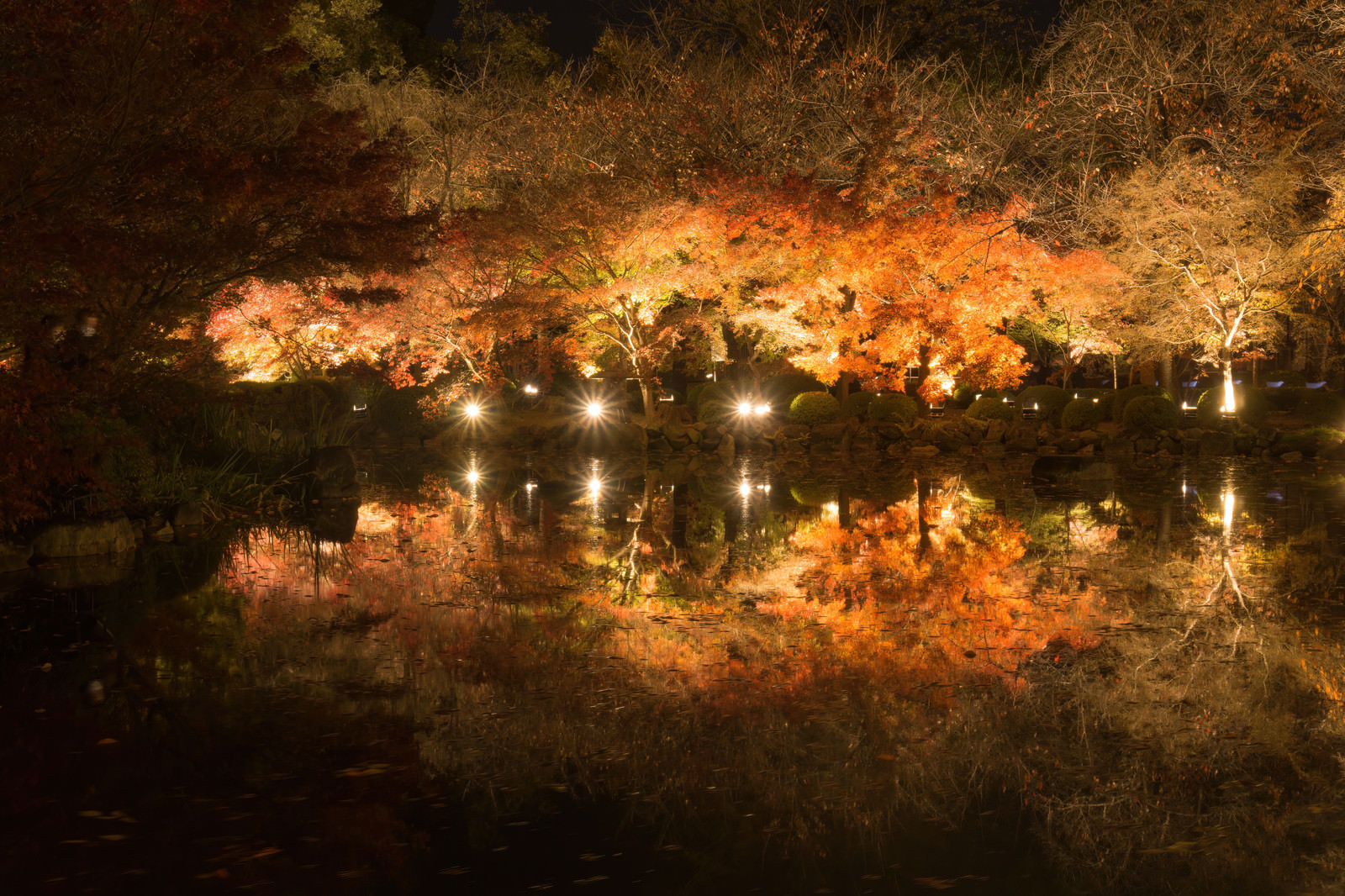「宵闇の中シンメトリーな姿を浮かび上がらせる紅葉の木々」の写真