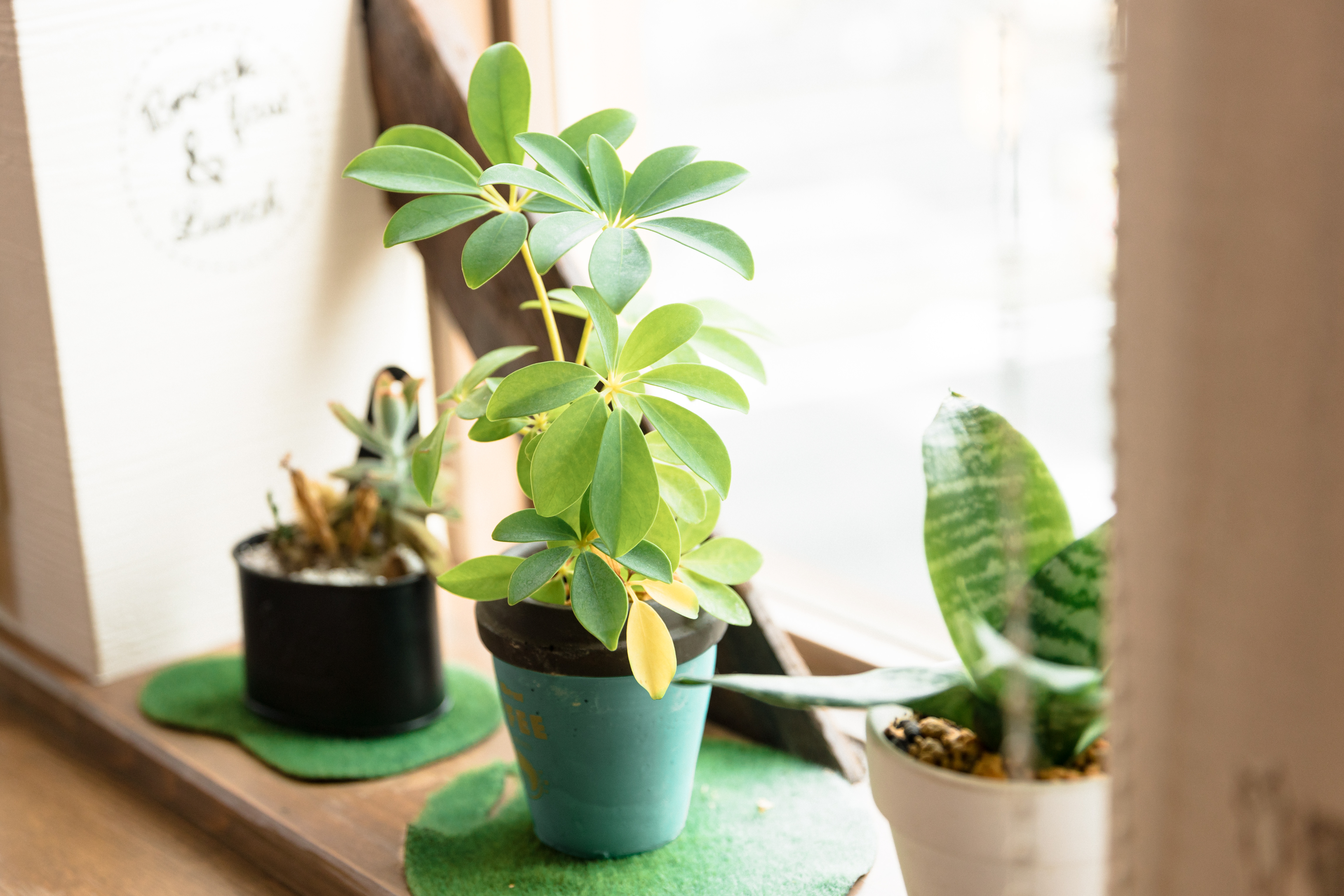 カフェの窓辺の観葉植物の写真を無料ダウンロード フリー素材 ぱくたそ カフェの窓辺の観葉植物の写真を無料ダウンロード フリー素材 ぱくたそ