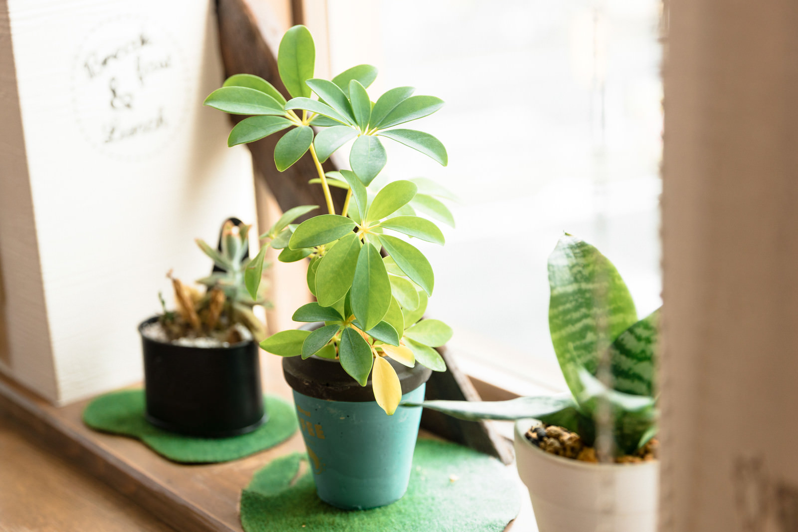 カフェの窓辺の観葉植物の写真を無料ダウンロード フリー素材 ぱくたそ