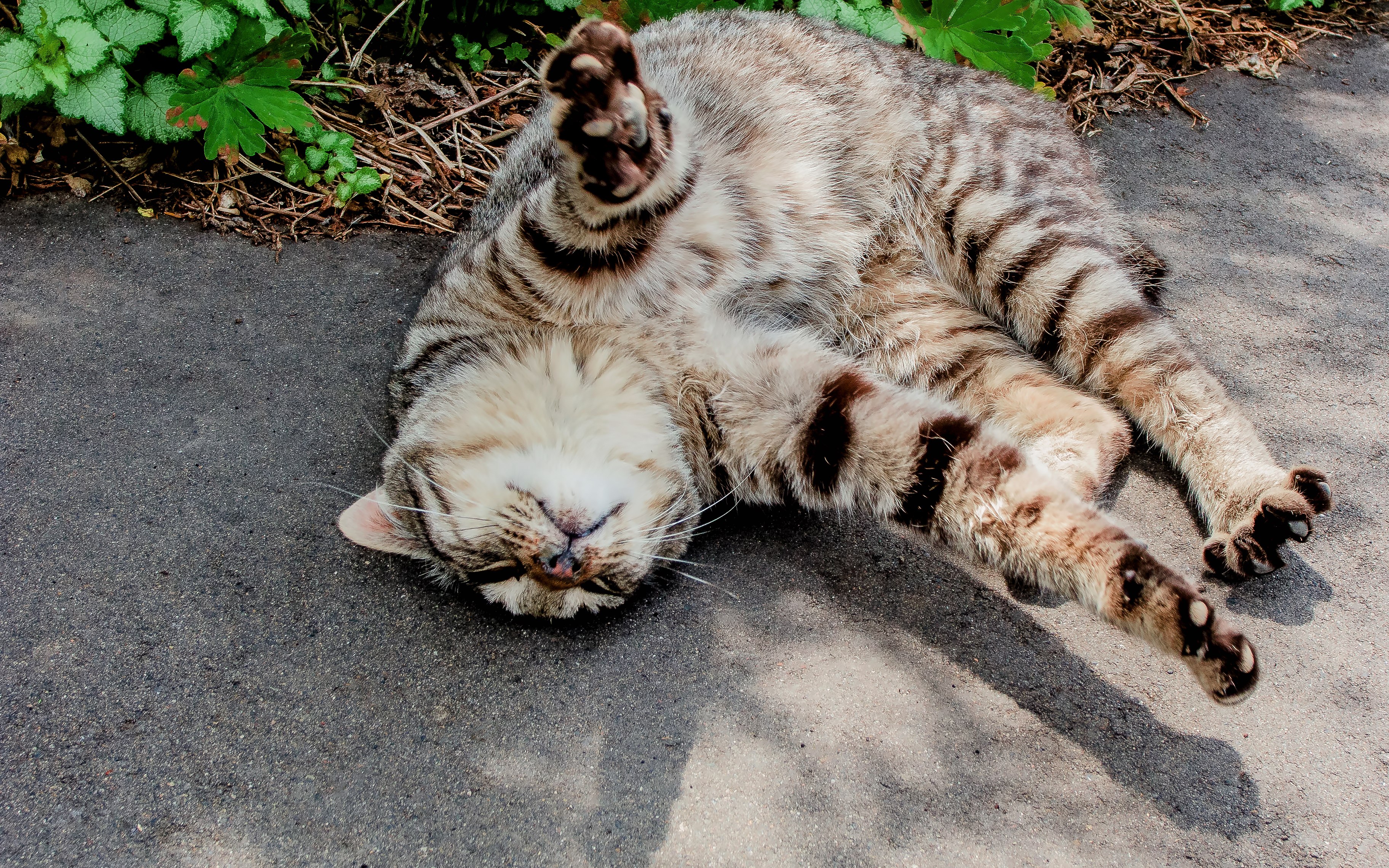 寝転ぶ猫の写真を無料ダウンロード フリー素材 ぱくたそ