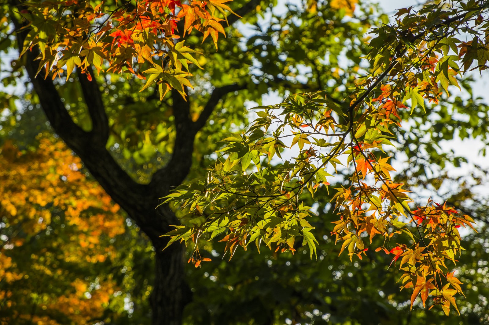 色づき始めた葉の写真を無料ダウンロード フリー素材 ぱくたそ