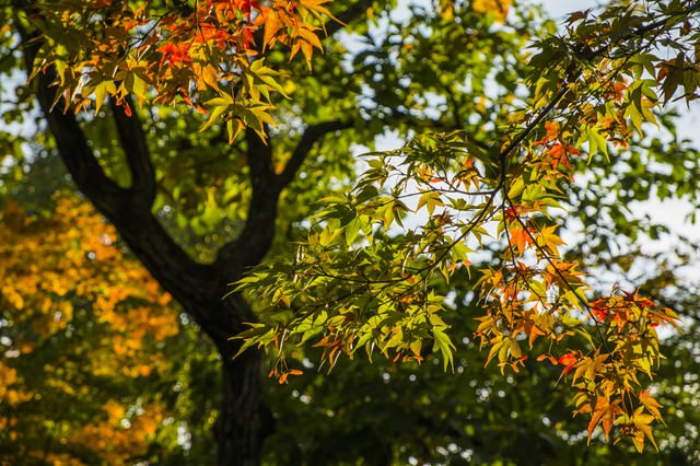 色づき始めた紅葉