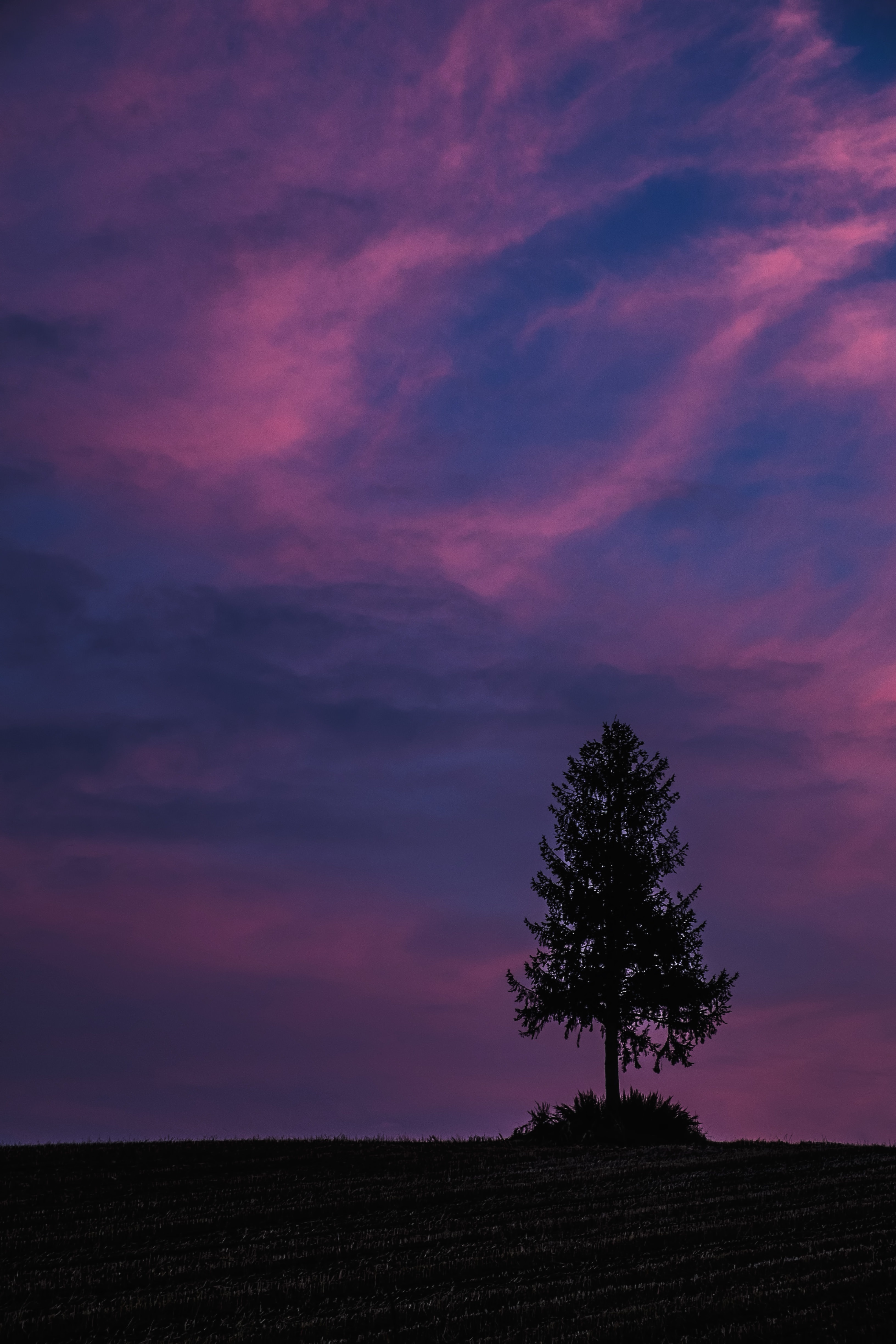 禍々しい空と一本の木の写真素材 ぱくたそ