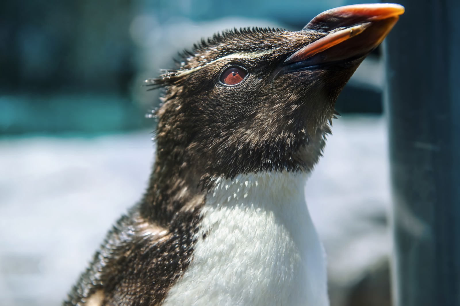 ãä¸ãåããã³ã®ã³ãã®åç