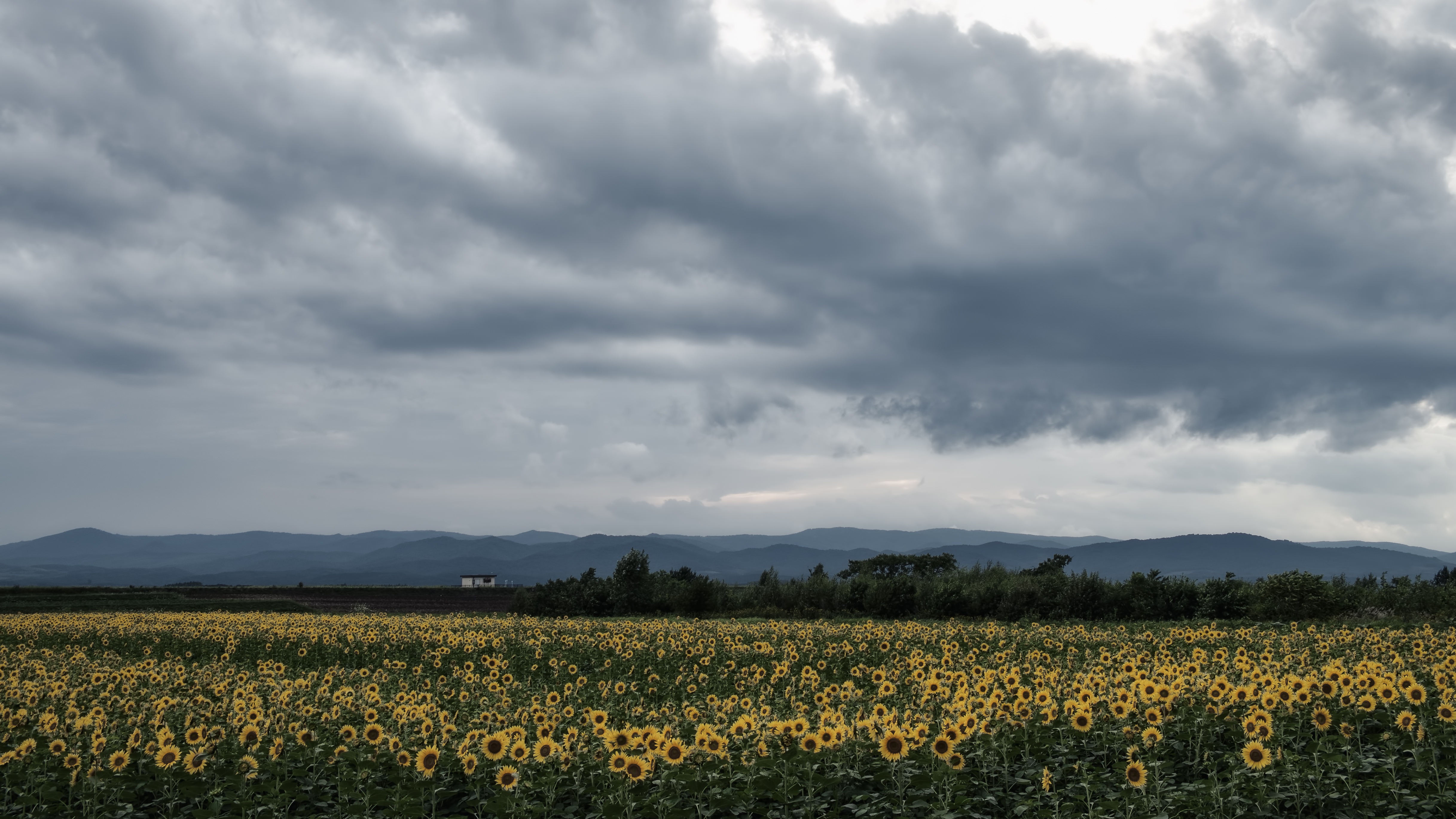 曇り空とひまわり畑の写真素材