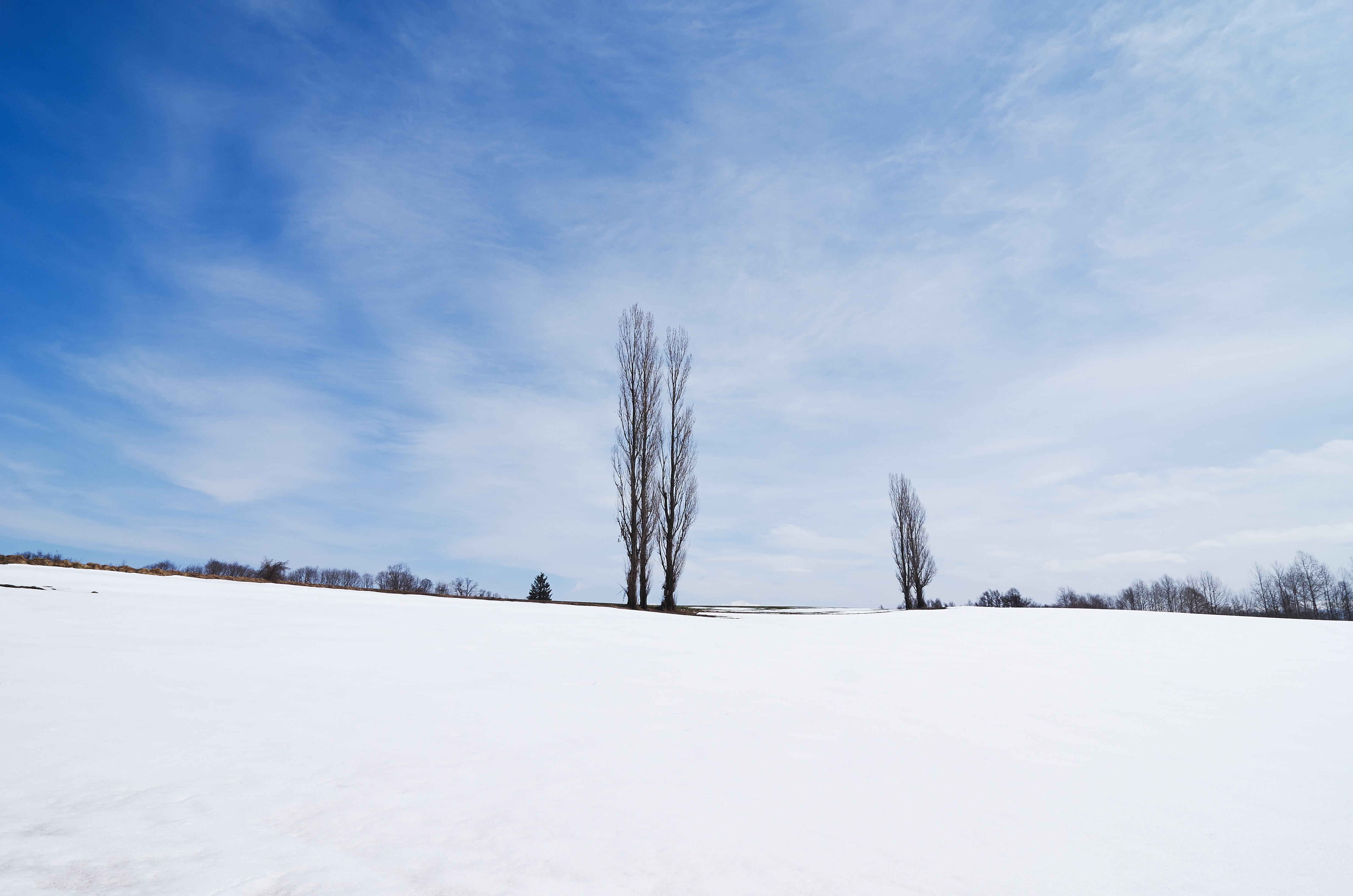 雪の残るポプラの木の写真素材 ぱくたそ