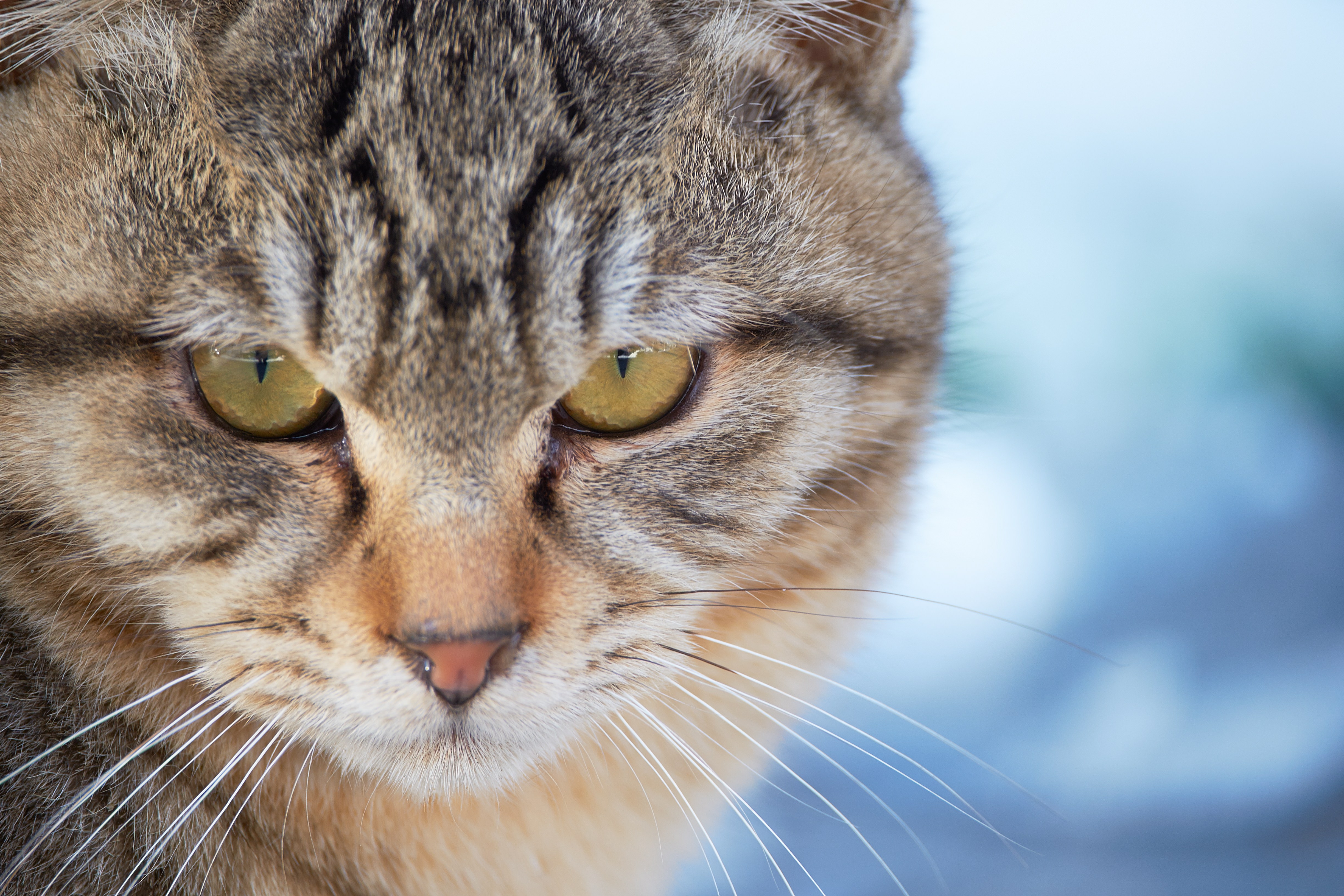 険しい表情の猫の写真 フリー素材は ぱくたそ 写真を無料ダウンロード
