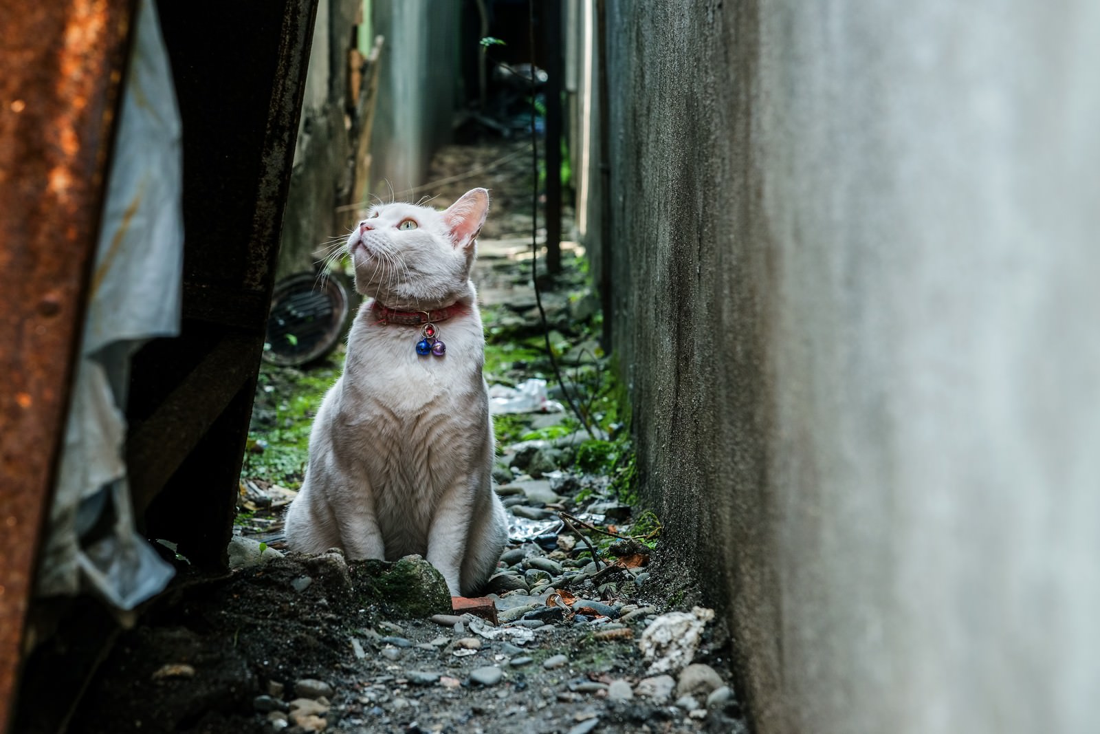 路地裏の老猫の写真を無料ダウンロード フリー素材 ぱくたそ 路地裏の老猫の写真を無料ダウンロード フリー素材 ぱくたそ