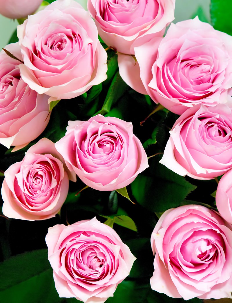 「重なり合うピンクの薔薇 | フリー素材のぱくたそ」の写真