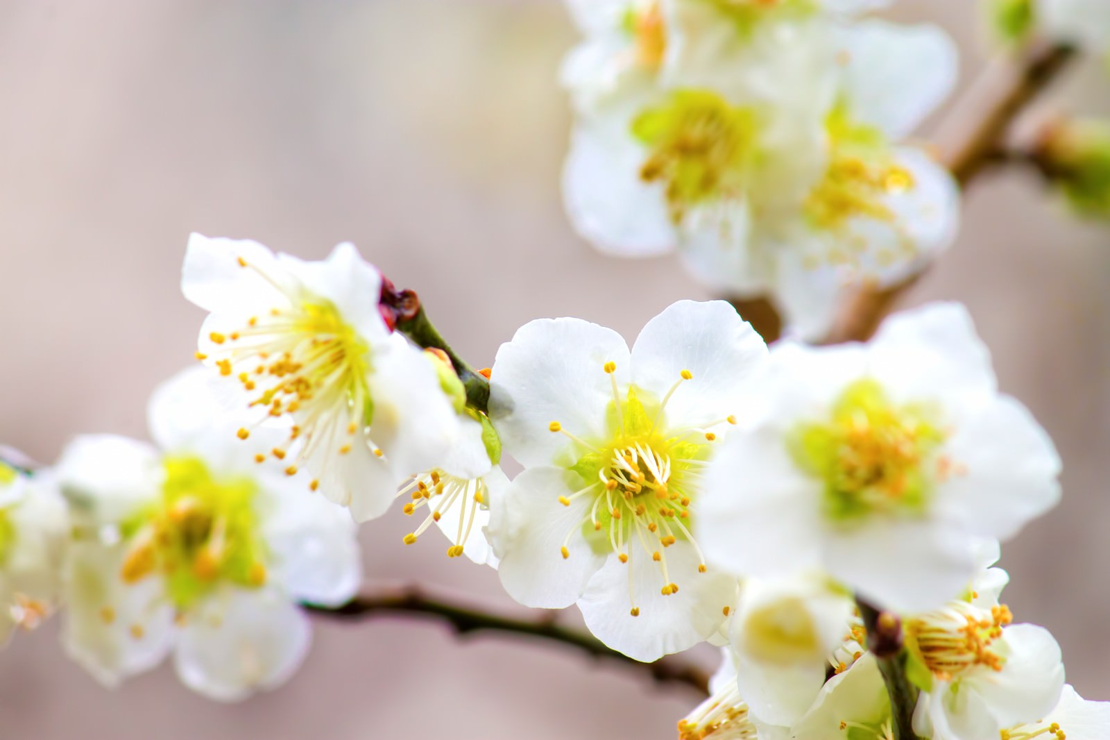 白い梅の花のアップの写真 画像 を無料ダウンロード フリー素材のぱくたそ