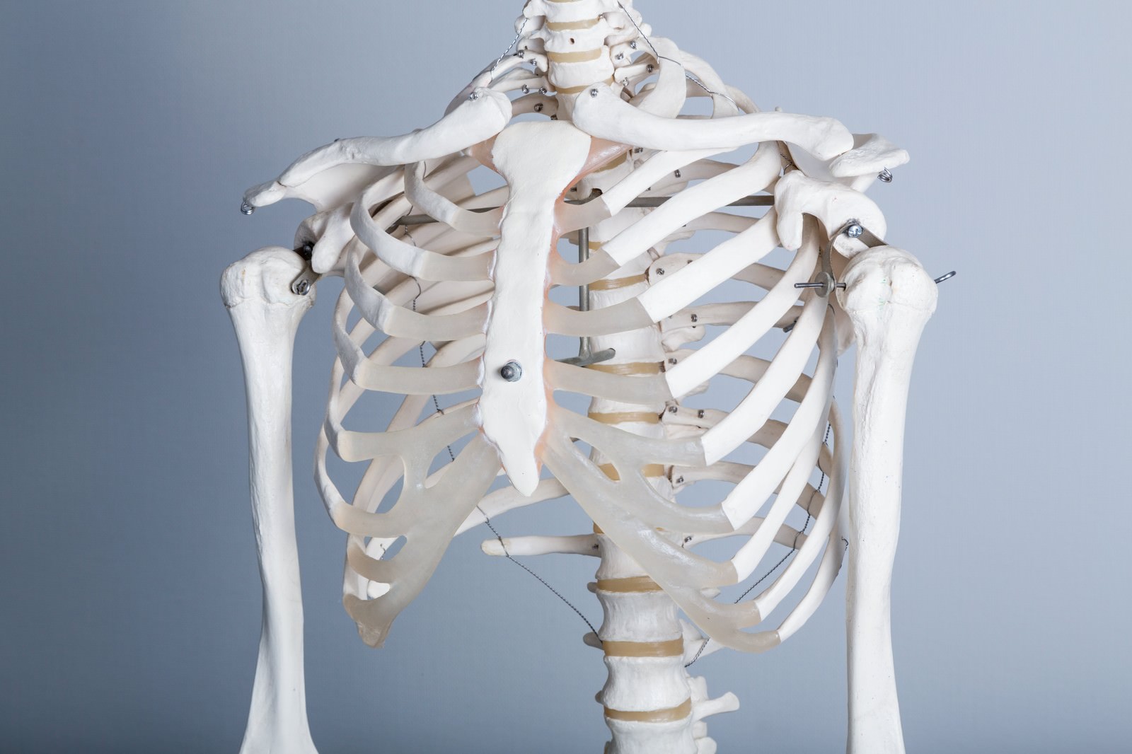 猫背が気になる 人体骨格模型 無料の写真素材はフリー素材のぱくたそ