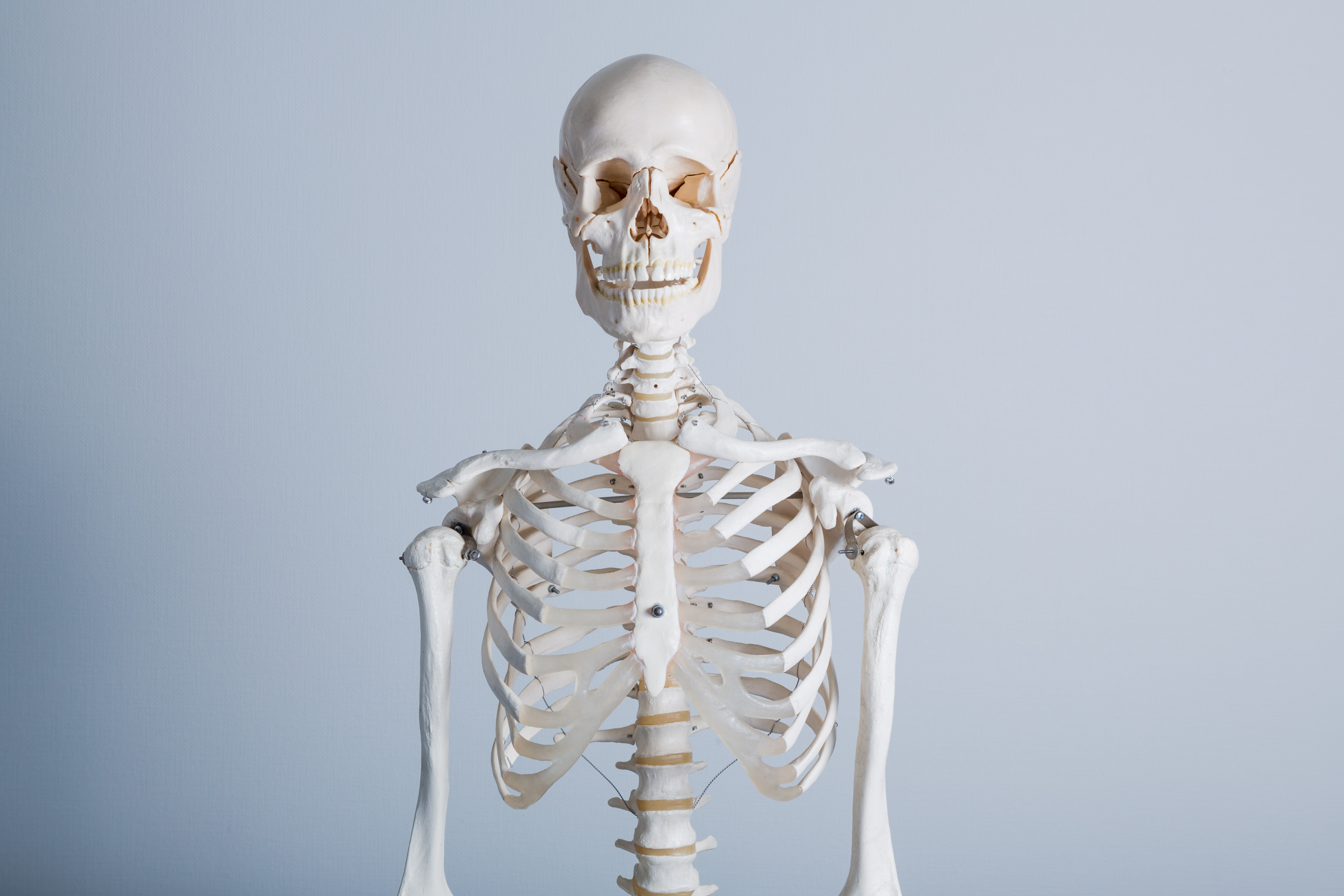 人体骨格模型の上半身の写真を無料ダウンロード フリー素材 ぱくたそ