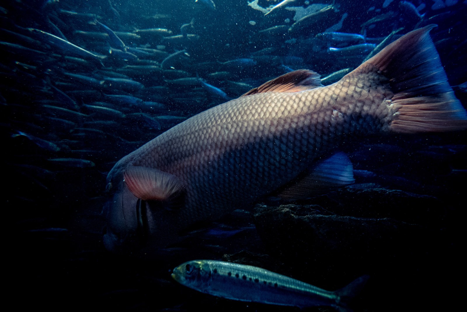 水槽の魚達の写真素材 ぱくたそ