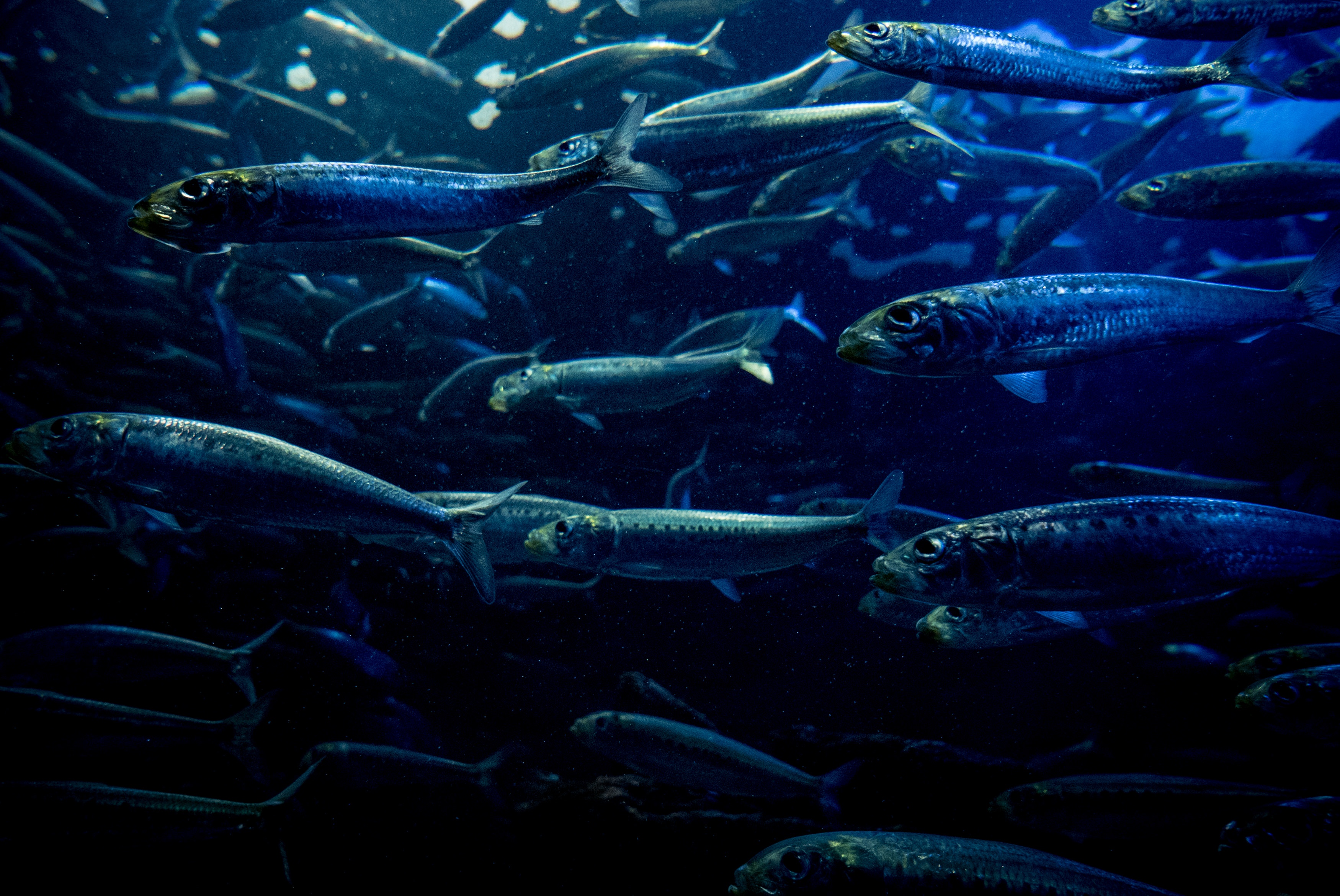 魚の群れの写真素材 ぱくたそ