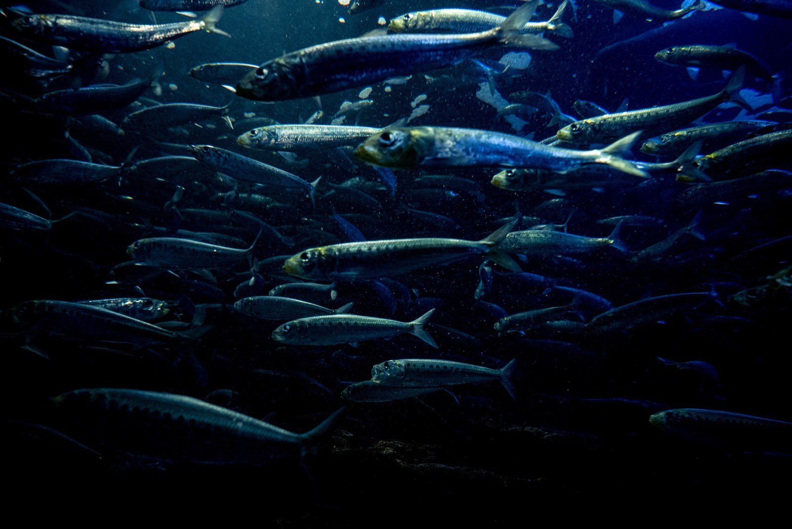 泳ぐ魚群の写真素材 ぱくたそ