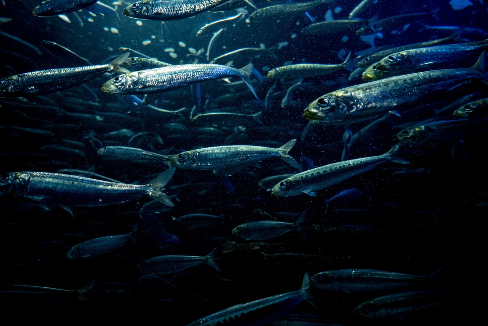 「群れで泳ぐ魚 | フリー素材のぱくたそ」の写真