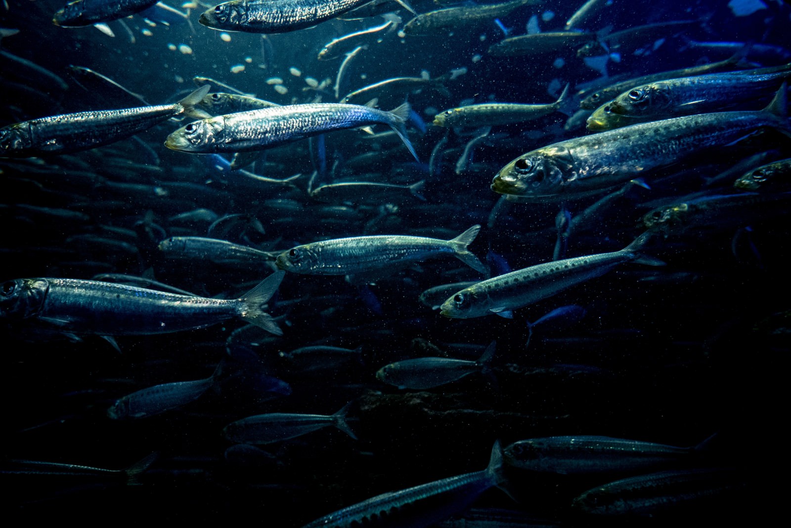 群れで泳ぐ魚の写真素材 ぱくたそ