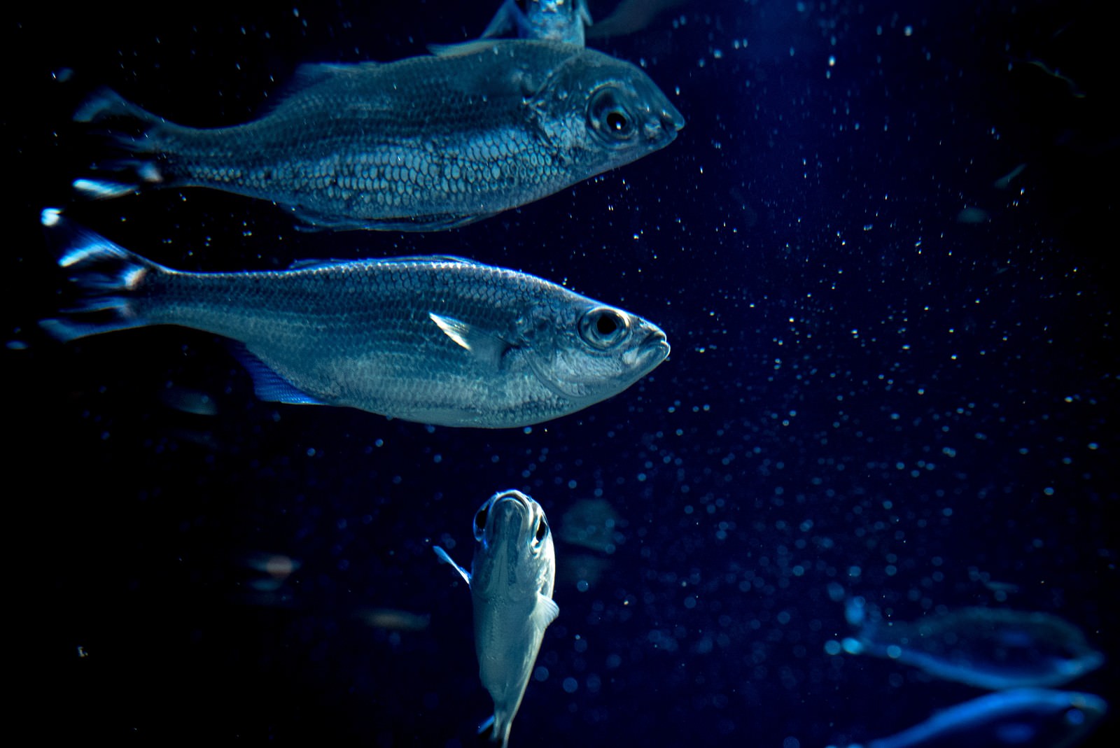 水槽の中の魚の写真素材 ぱくたそ