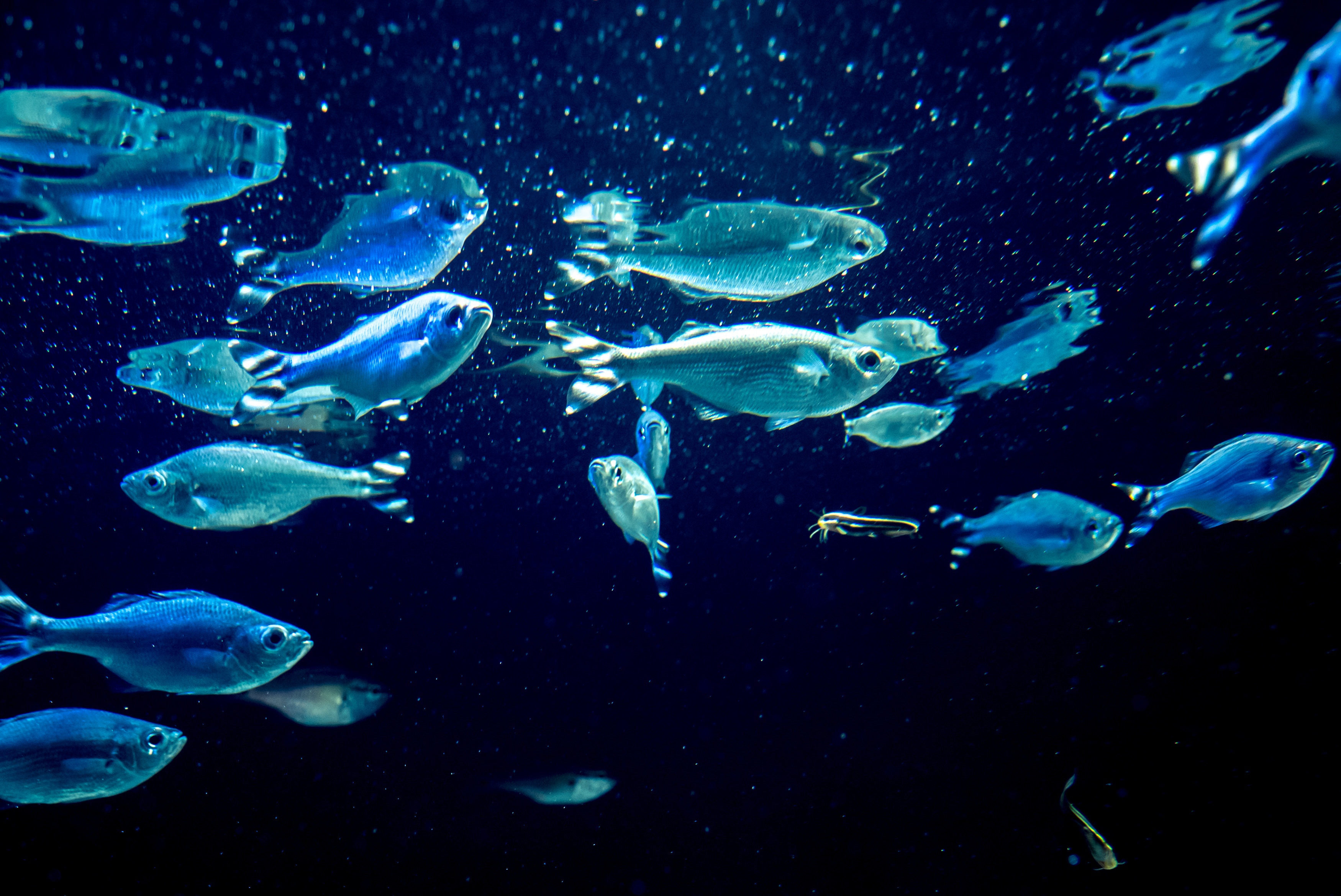 水槽と魚たちの写真素材 ぱくたそ