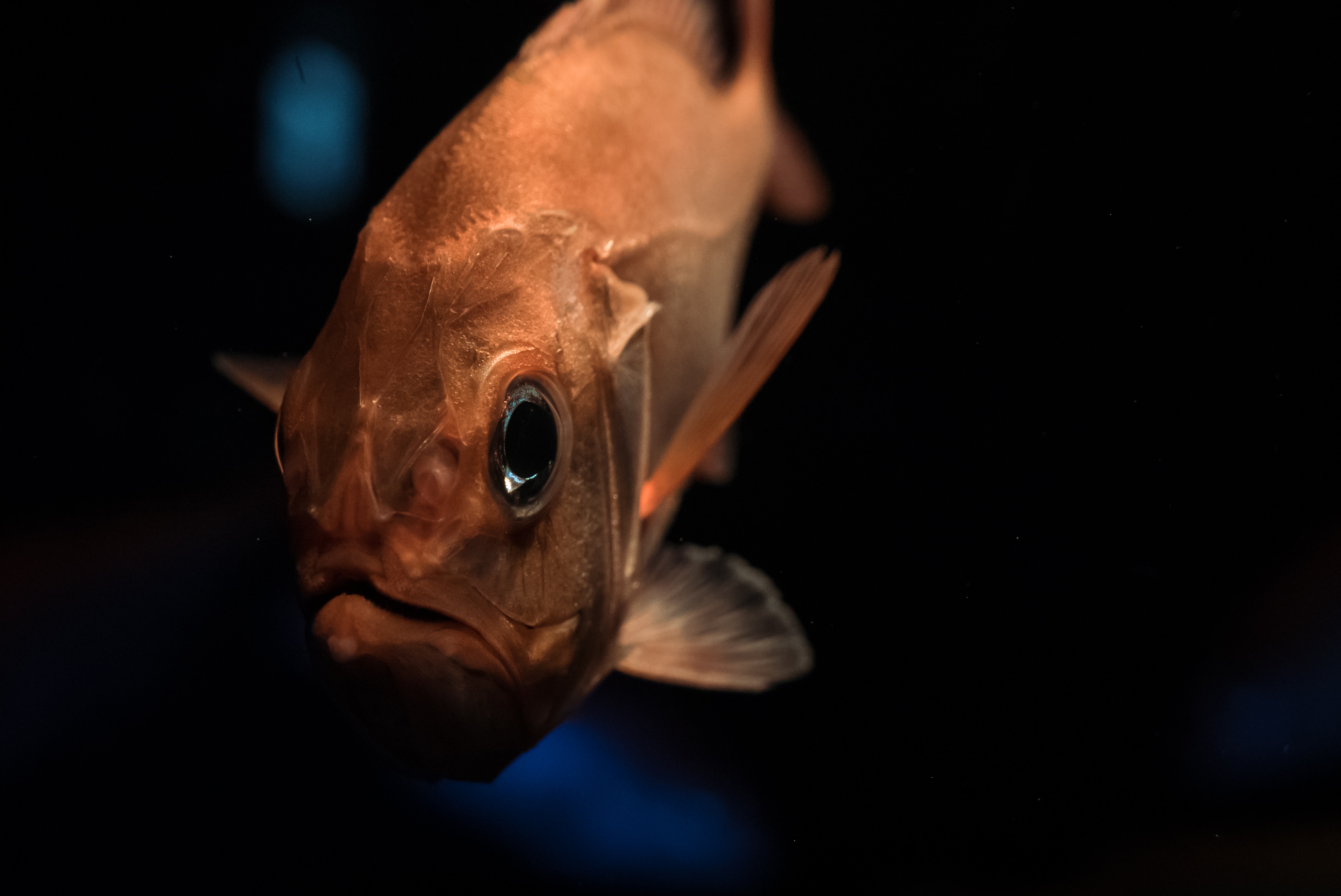 深海魚の写真素材 ぱくたそ