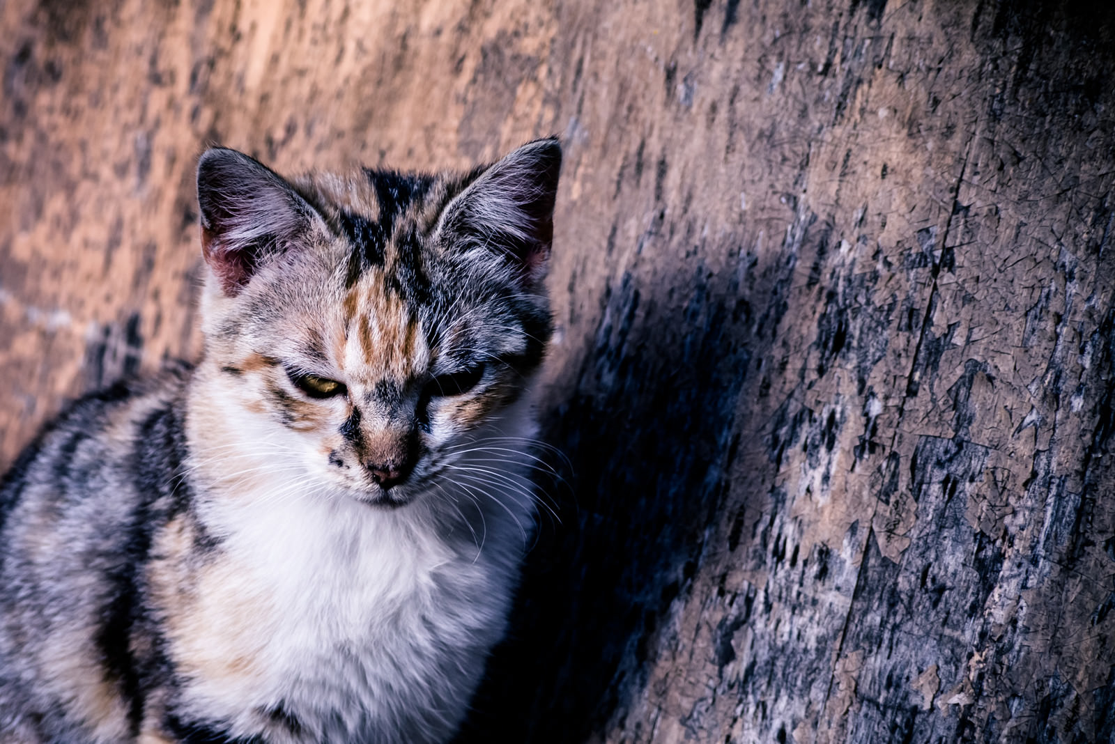 ã€Œã‚¯ãƒ¼ãƒ«ã«ã‚­ãƒ¡ã‚‹çŒ« | å†™çœŸã®ç„¡æ–™ç´ æãƒ»ãƒ•ãƒªãƒ¼ç´ æ - ã±ããŸãã€ã®å†™çœŸ